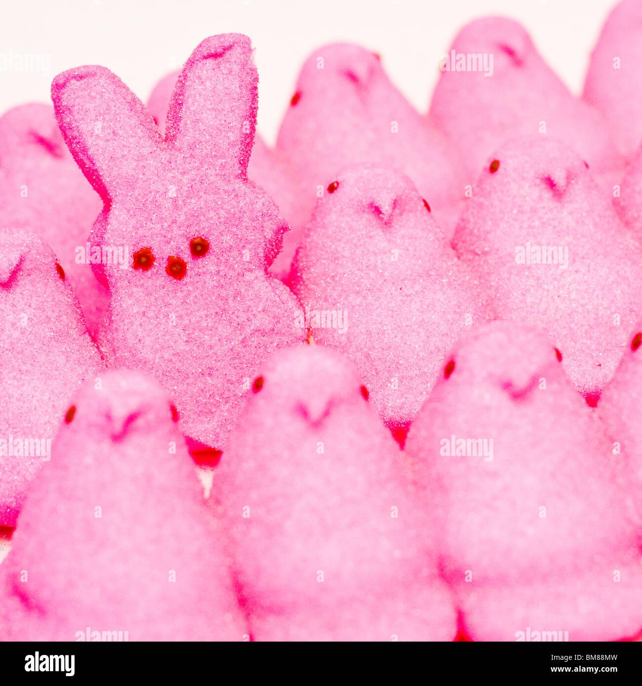 Chiudere fino a Pigoli candy bunny e pulcini Foto Stock