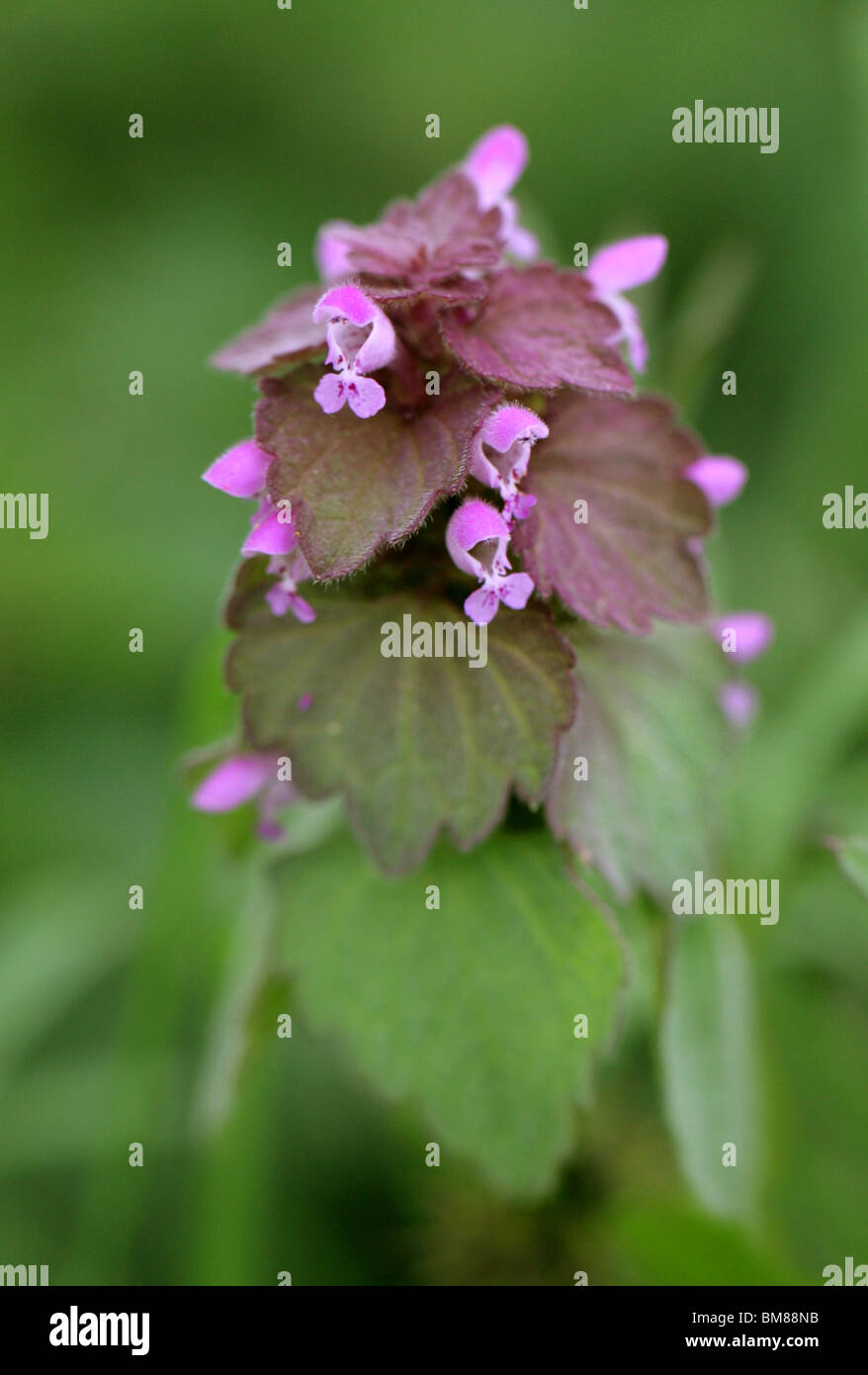 Red Dead-ortica, Lamium purpureum, Lippenblütler Foto Stock