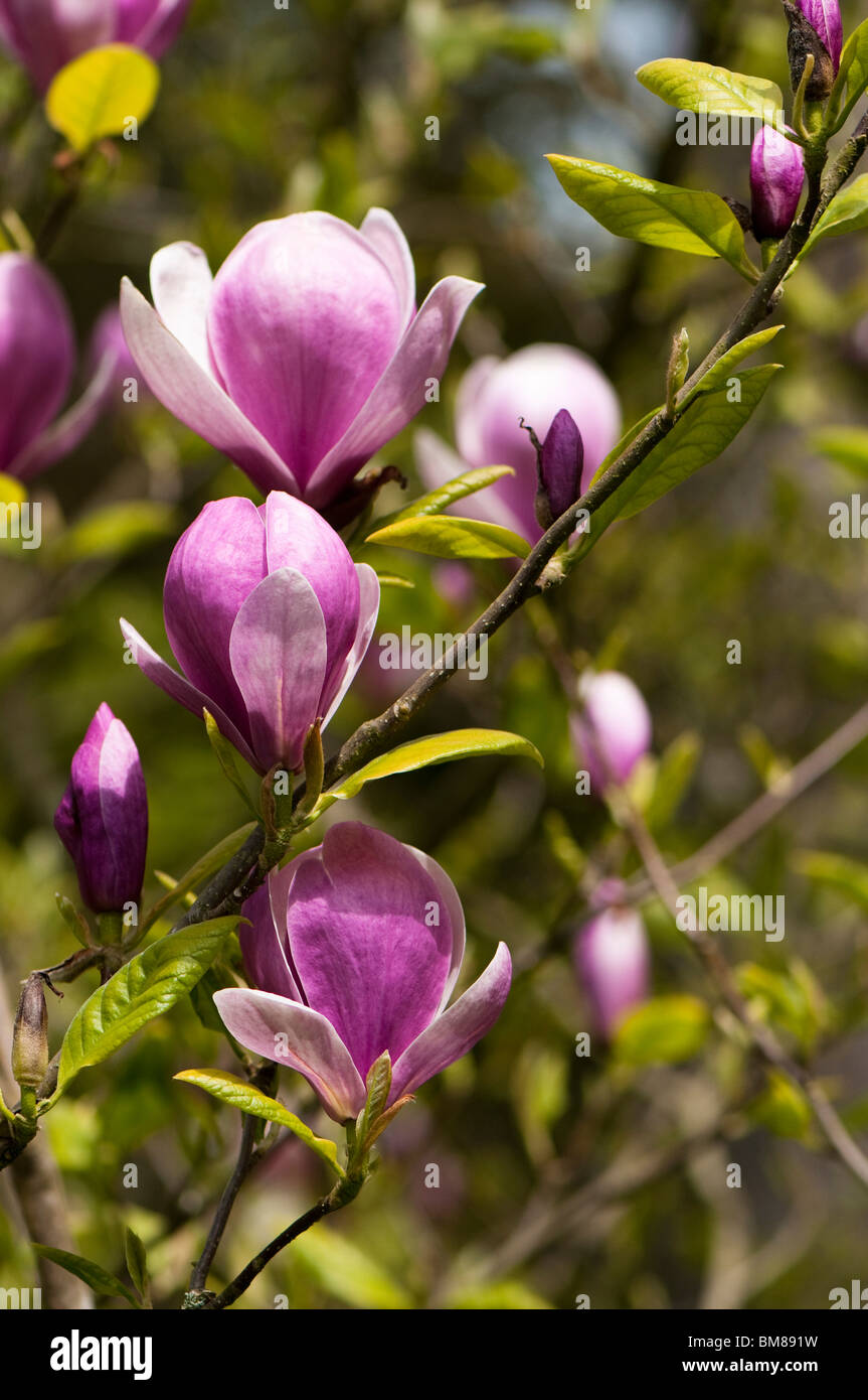 X Magnolia soulangeana 'Lennei' in fiore Foto Stock