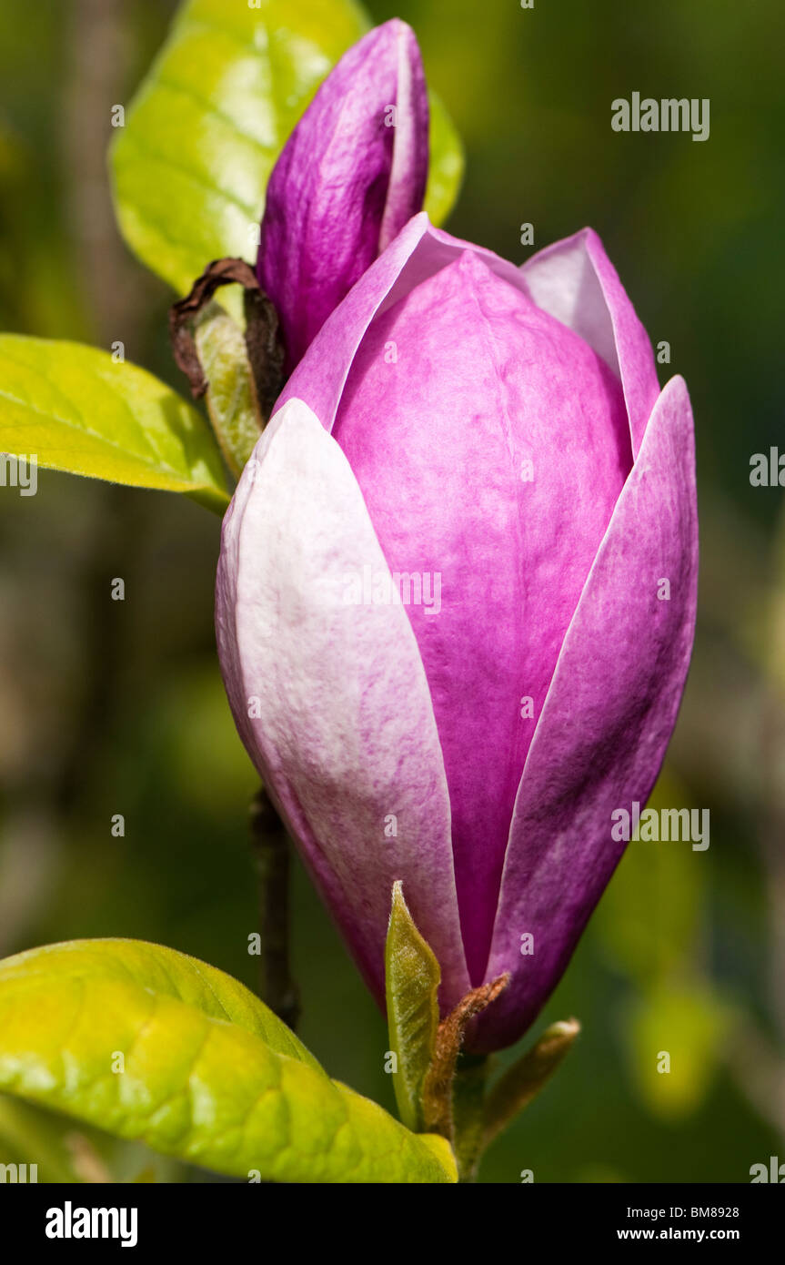 X Magnolia soulangeana 'Lennei' in fiore Foto Stock