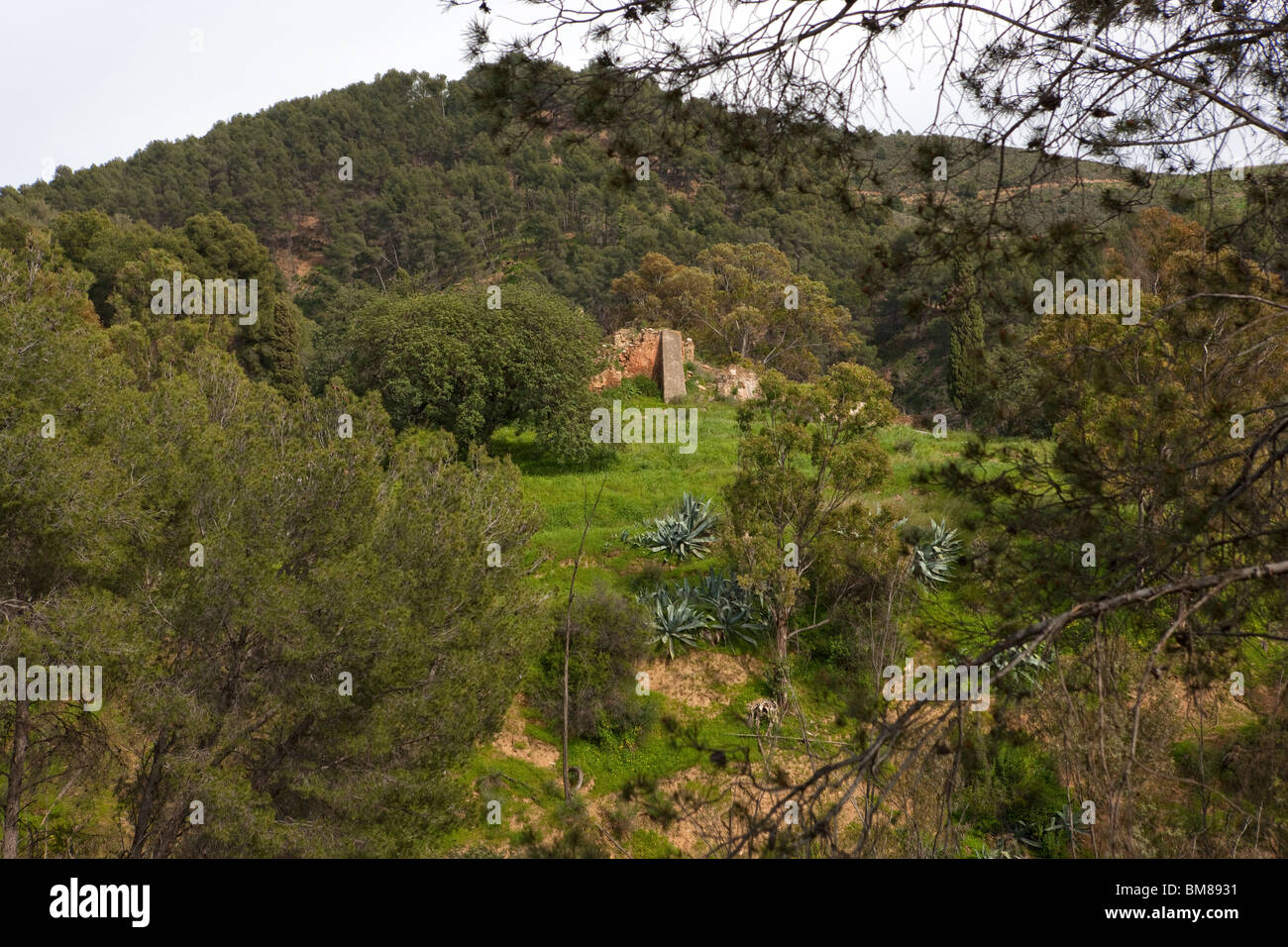 Parque Natural Montes de Málaga. Andalusia. Spagna. Foto Stock