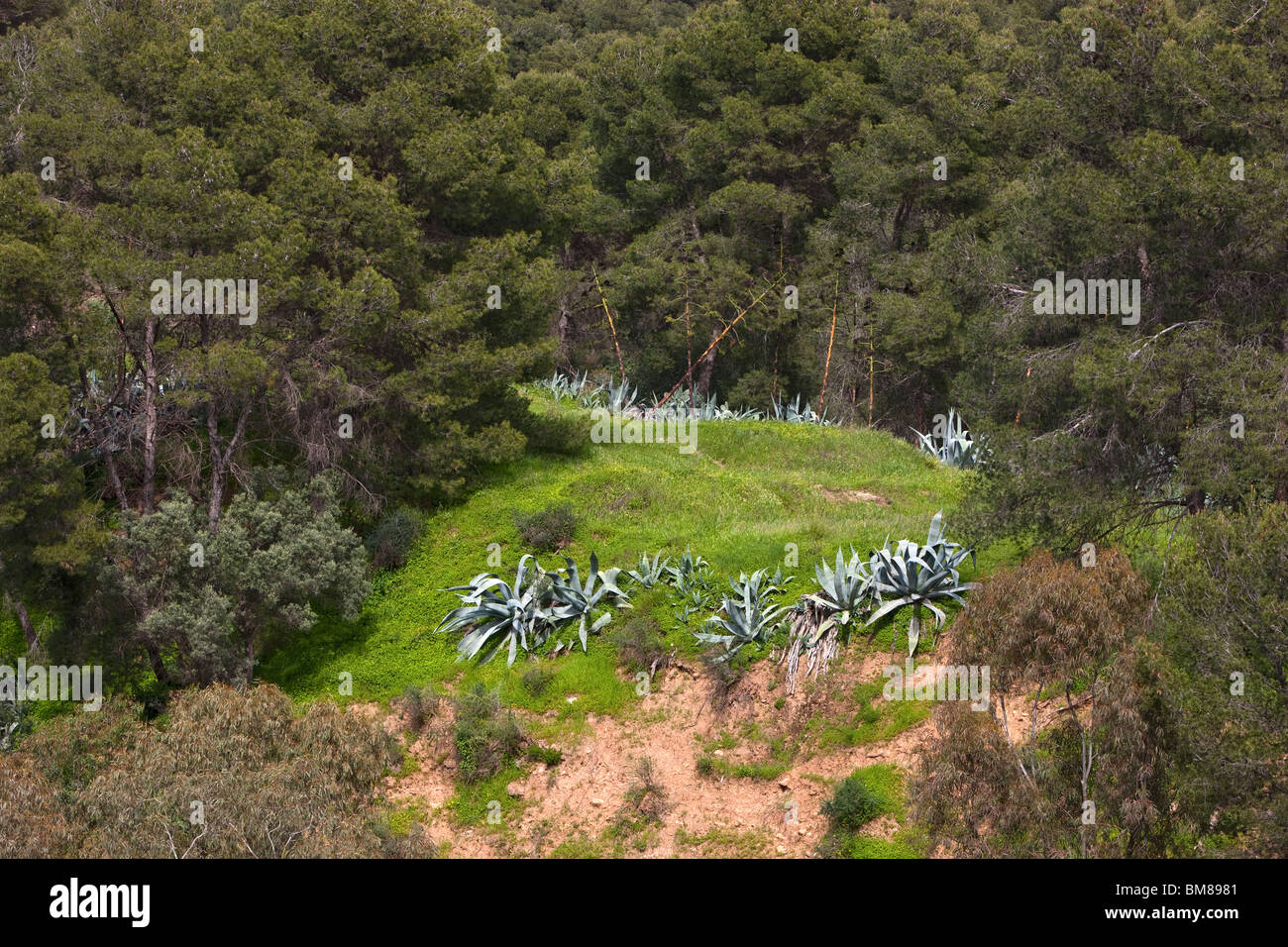 Parque Natural Montes de Málaga. Andalusia. Spagna. Foto Stock