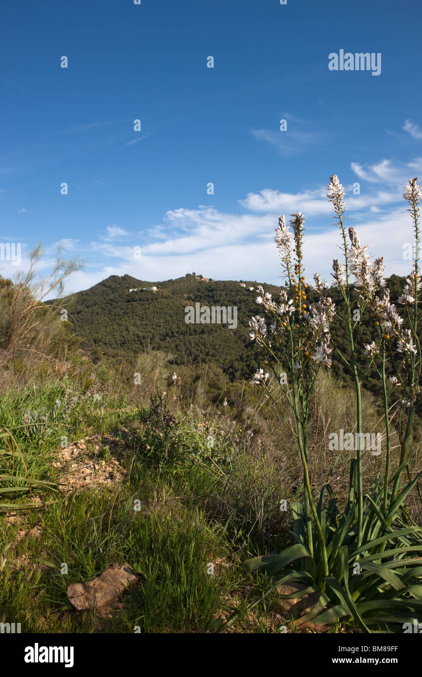 Parque Natural Montes de Málaga. Andalusia. Spagna. Foto Stock