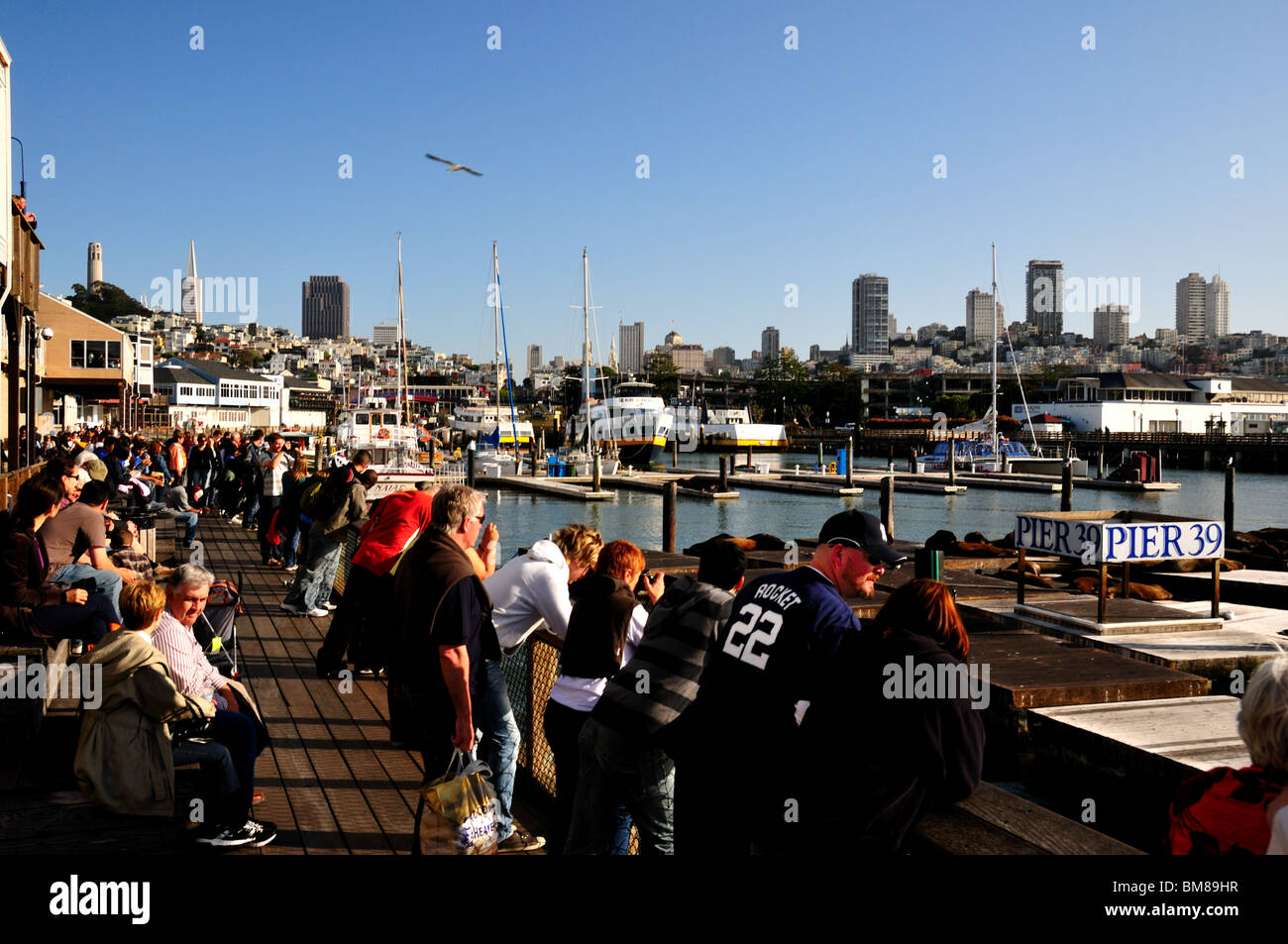 Guardare la gente leoni di mare presso il Molo 39, Fisherman's Wharf di San Francisco, California, Stati Uniti d'America. Foto Stock