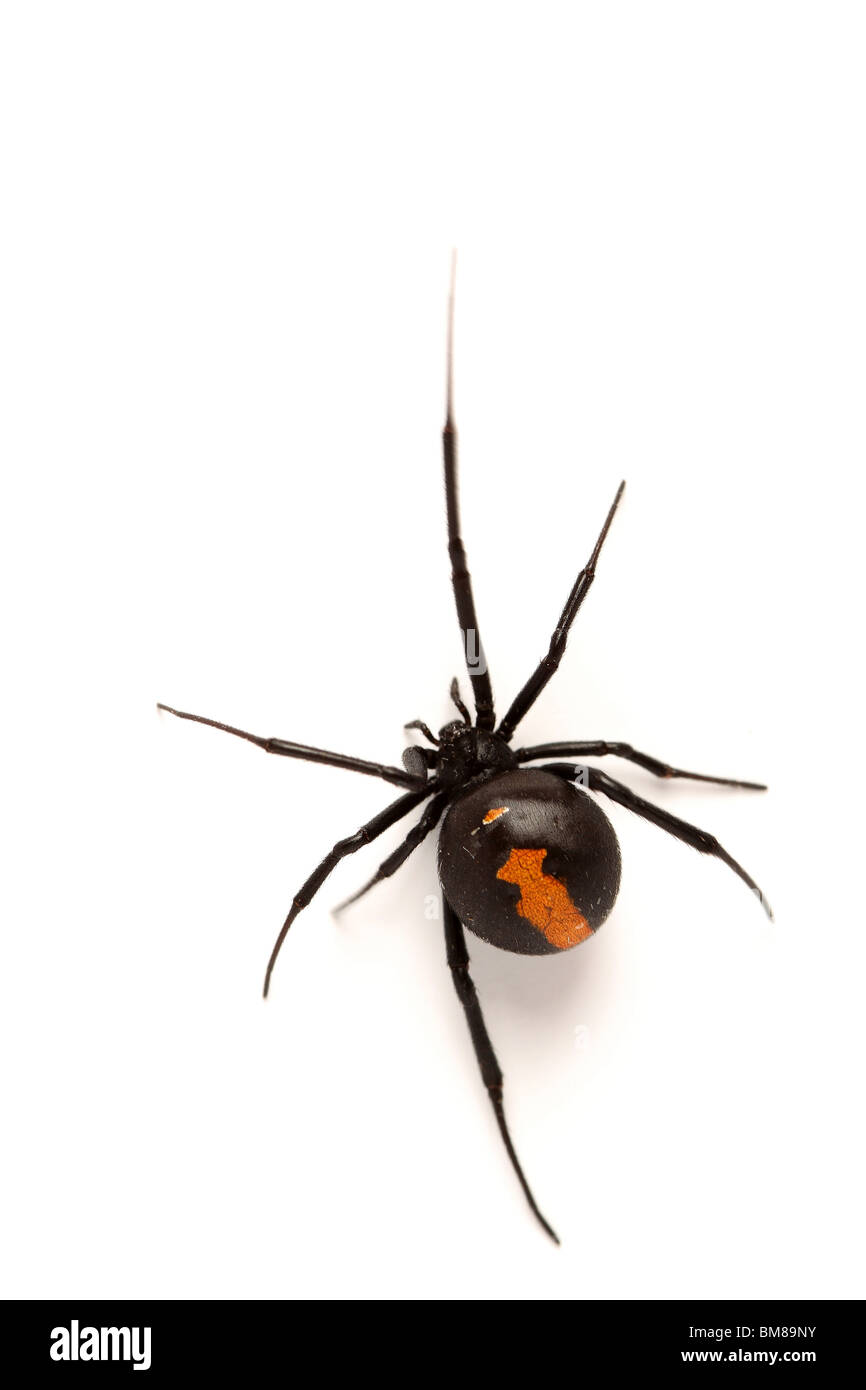 Femmina Redback australiano Spider Foto Stock