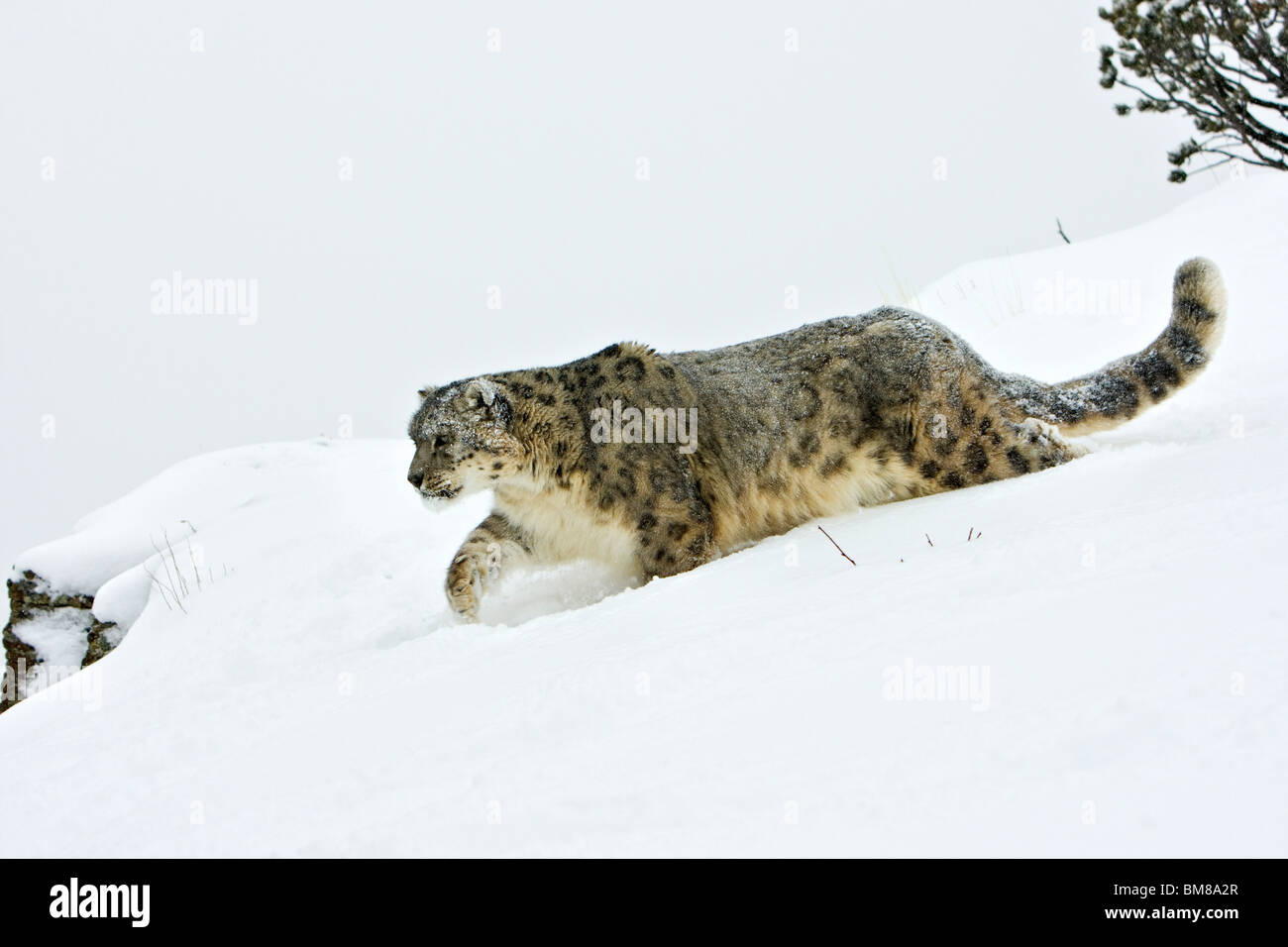 Snow Leopard Uncia uncia Foto Stock