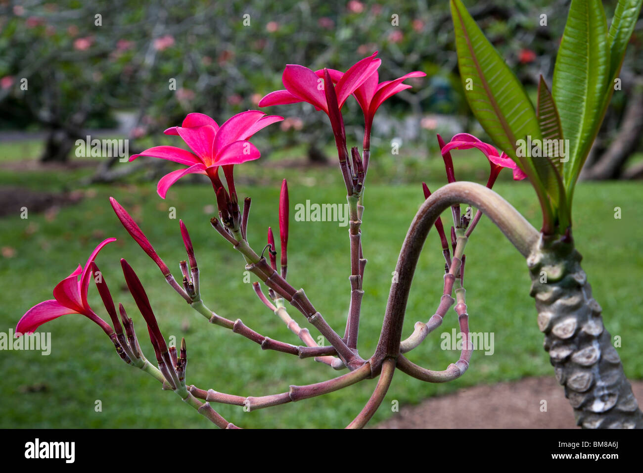 Singapore Botanic Gardens Flower Plumeria rubra cv, rosso scuro. Il Frangipani Apocynaceae hort. Foto Stock