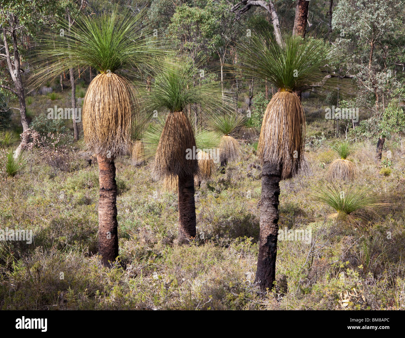 Grasstree (Xanthorrhoea preissii. Noto anche come balga, formalmente come blackboy) cresce in zona semidesertica nel sulle colline di Perth. Foto Stock