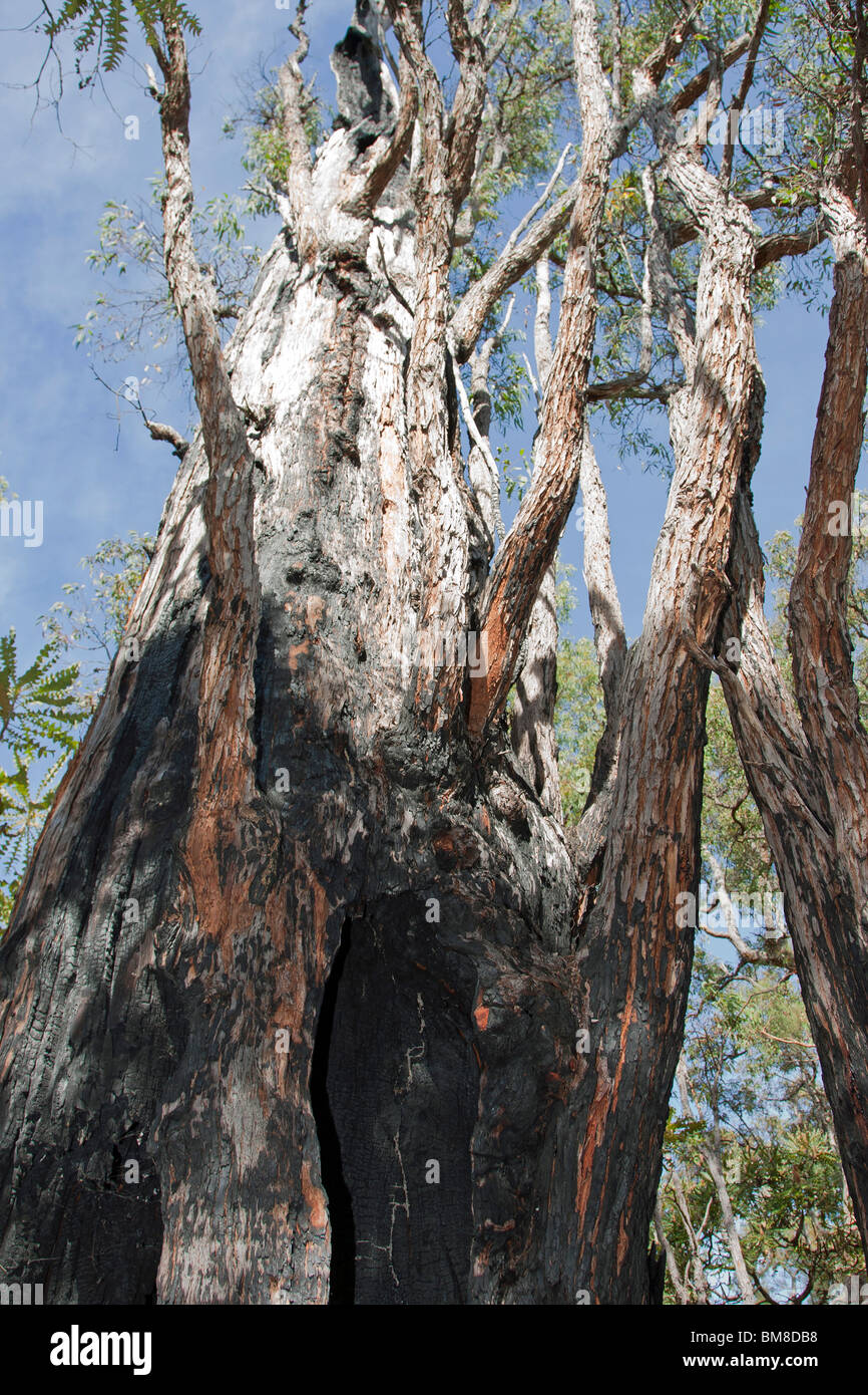 Sciopero di illuminazione Albero bruciato la ricrescita cielo blu cielo Australia Bush Foto Stock