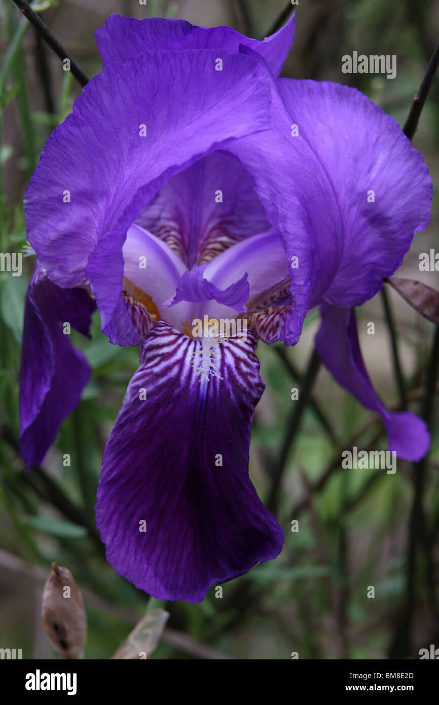 Un orchidea selvatica in piena fioritura in Abruzzo, Italia Foto Stock