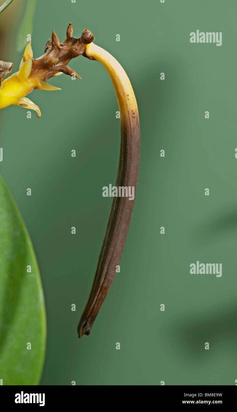 La vaniglia (Vanilla planifolia), frutto di cui viene eseguito il RIP, il baccello di vaniglia. Foto Stock