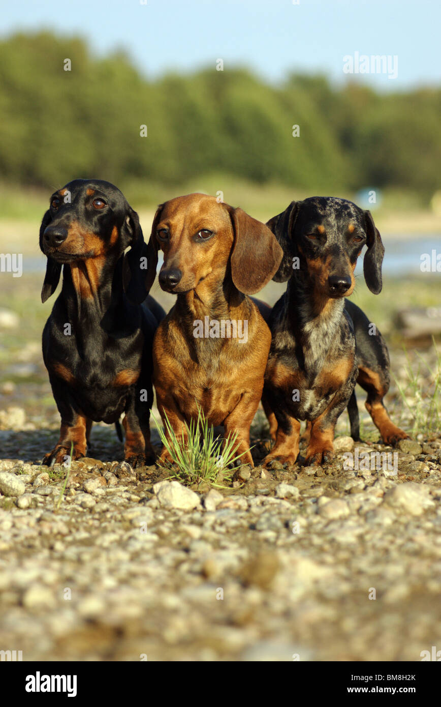 Tre Dachshunds a piedi. Foto Stock