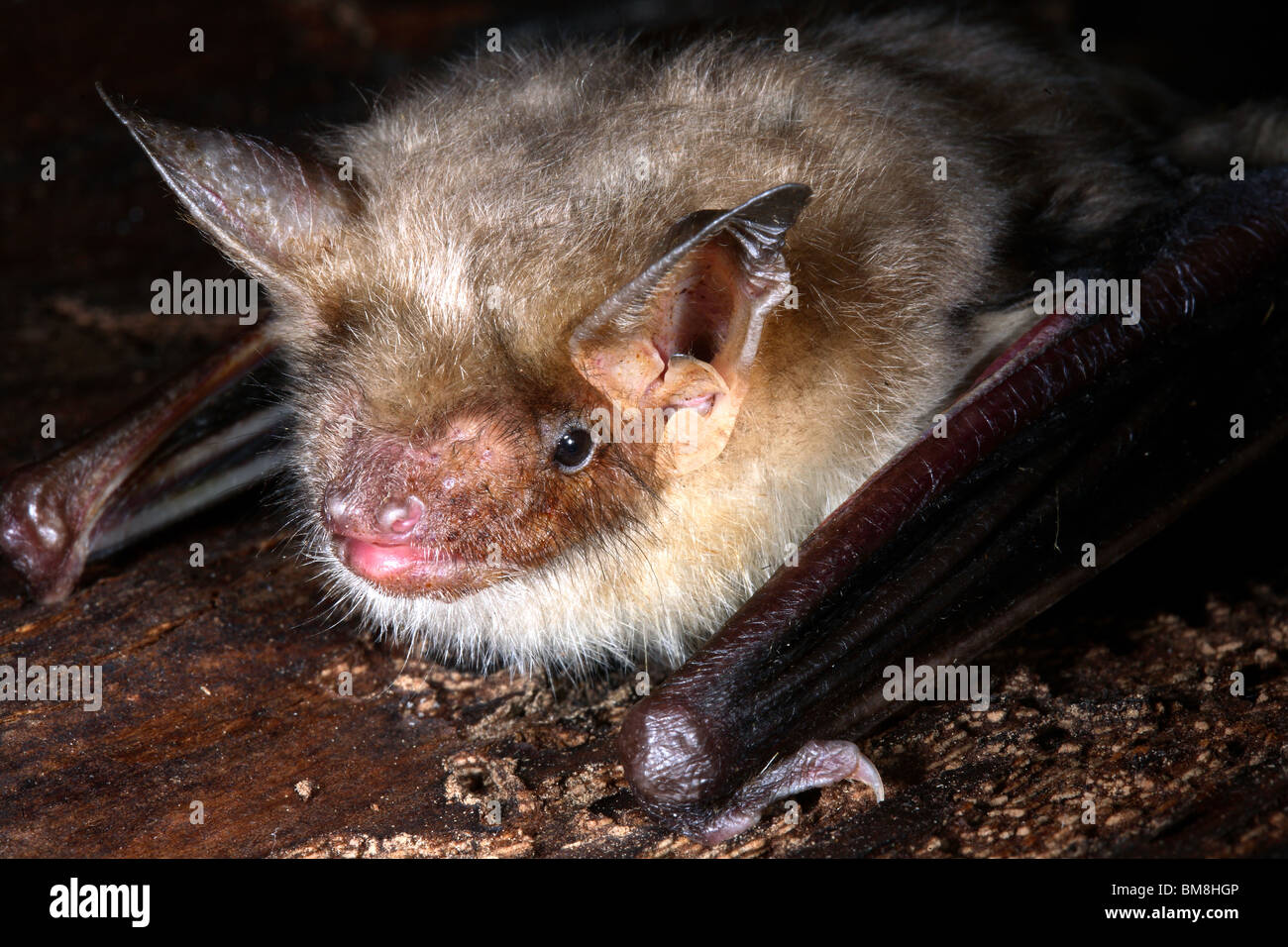 Maggiore Mouse-eared Bat (Myotis myotis), ritratto. Foto Stock