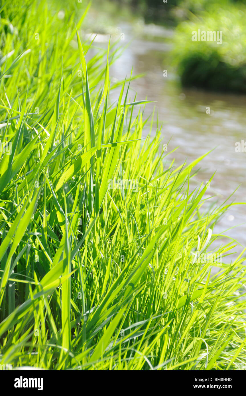 Fiume e erba, Prefettura di Yamanashi, Honshu, Giappone Foto Stock