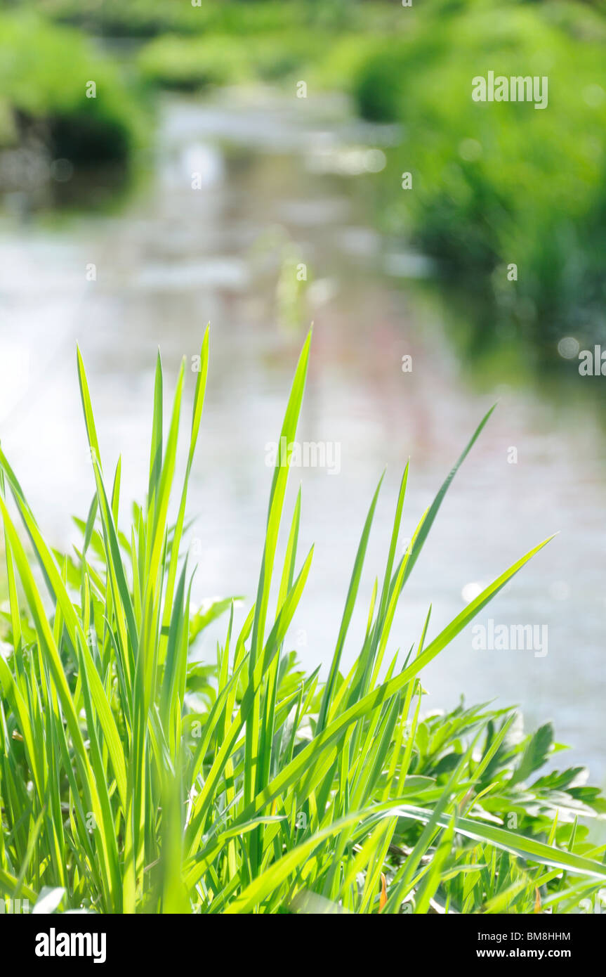 Fiume e erba, Prefettura di Yamanashi, Honshu, Giappone Foto Stock