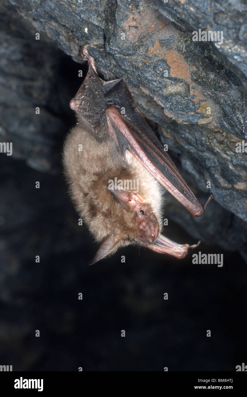 Maggiore Mouse-eared Bat (Myotis myotis) in inverno rifugio. Foto Stock