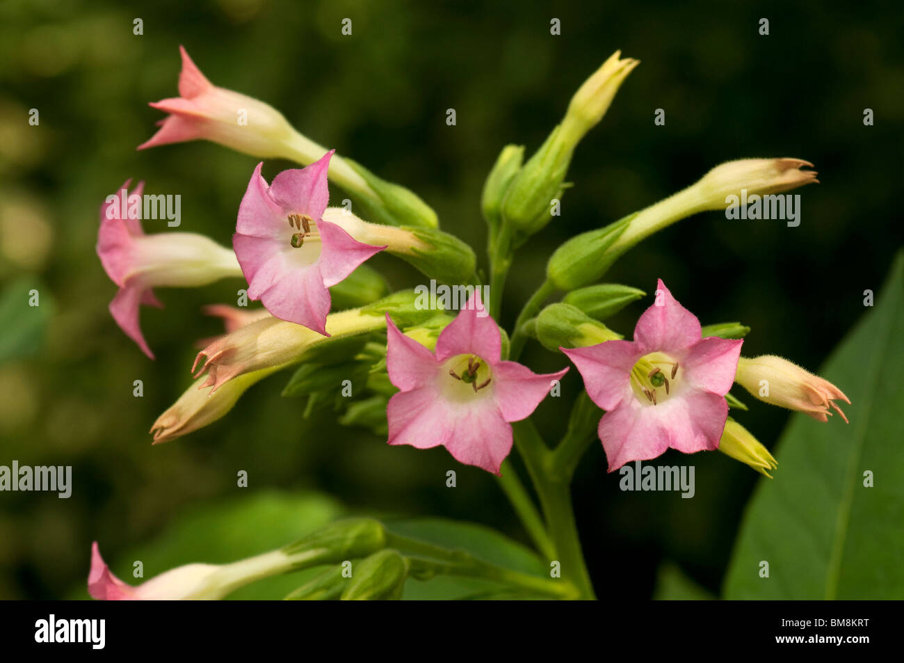 Comune di tabacco (Nicotiana tabacum), fioritura. Foto Stock