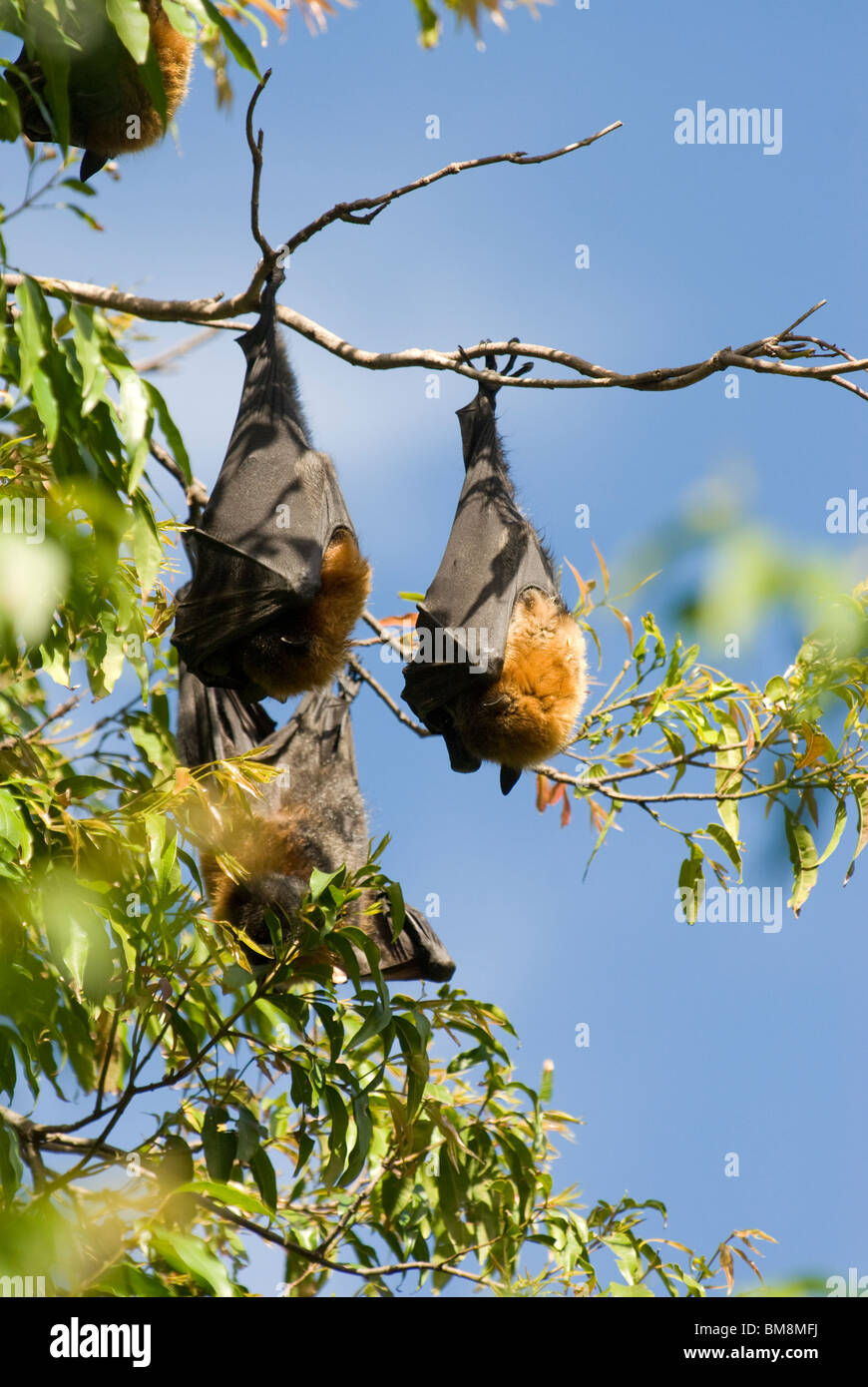 A testa grigia Flying Fox, Pteropus poliocephalus Giardini Botanici Sydney Australia Foto Stock