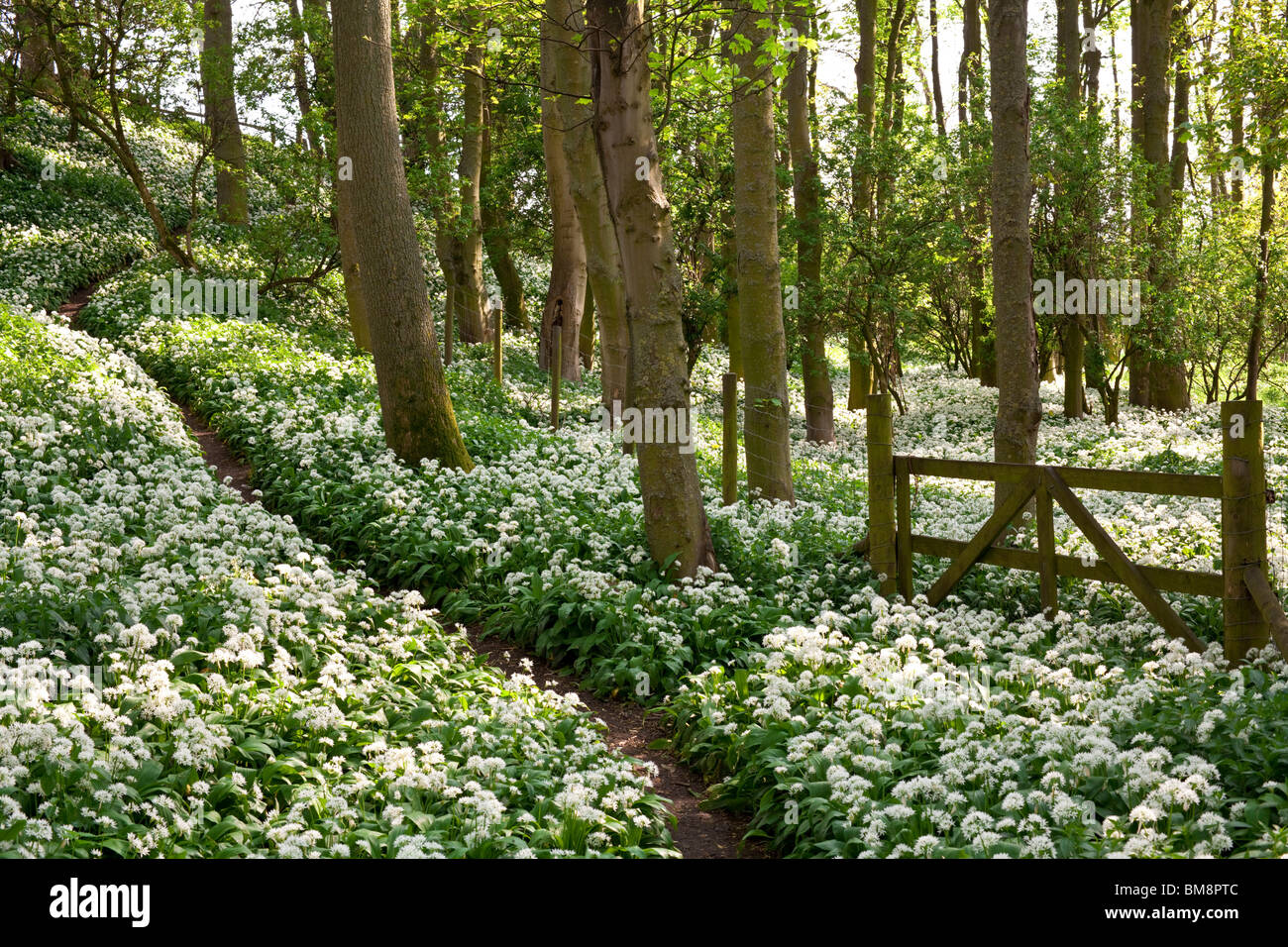 Ramsons (Allium ursinum) o aglio selvatico nel bosco in prossimità di Aysgarth, North Yorkshire. Foto Stock
