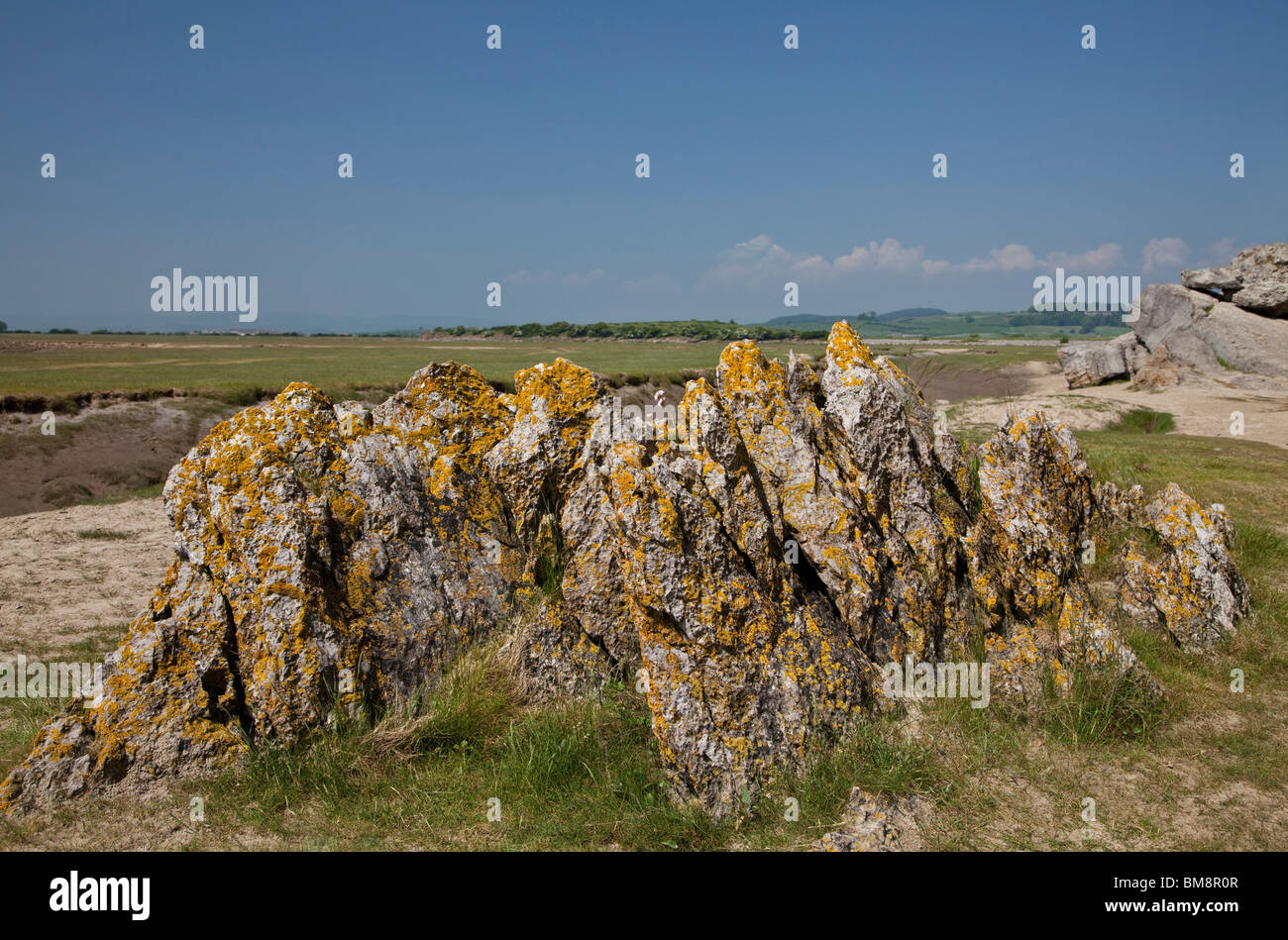 Humphrey testa guardando verso fuori Marsh, Cumbria. Foto Stock