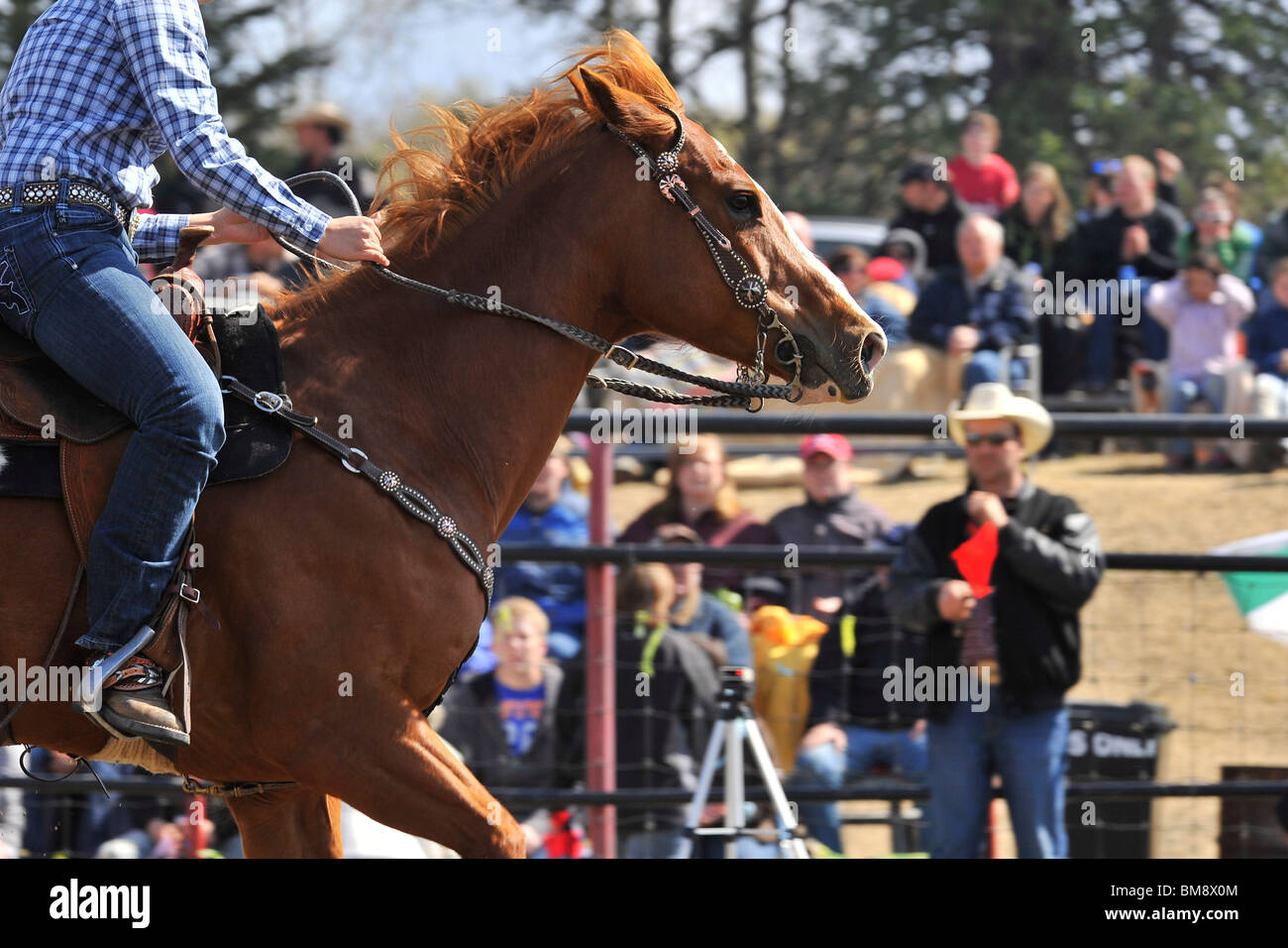 Un vicino l immagine di una canna un cavallo da corsa che attraversa il temporizzato linea di finitura Foto Stock
