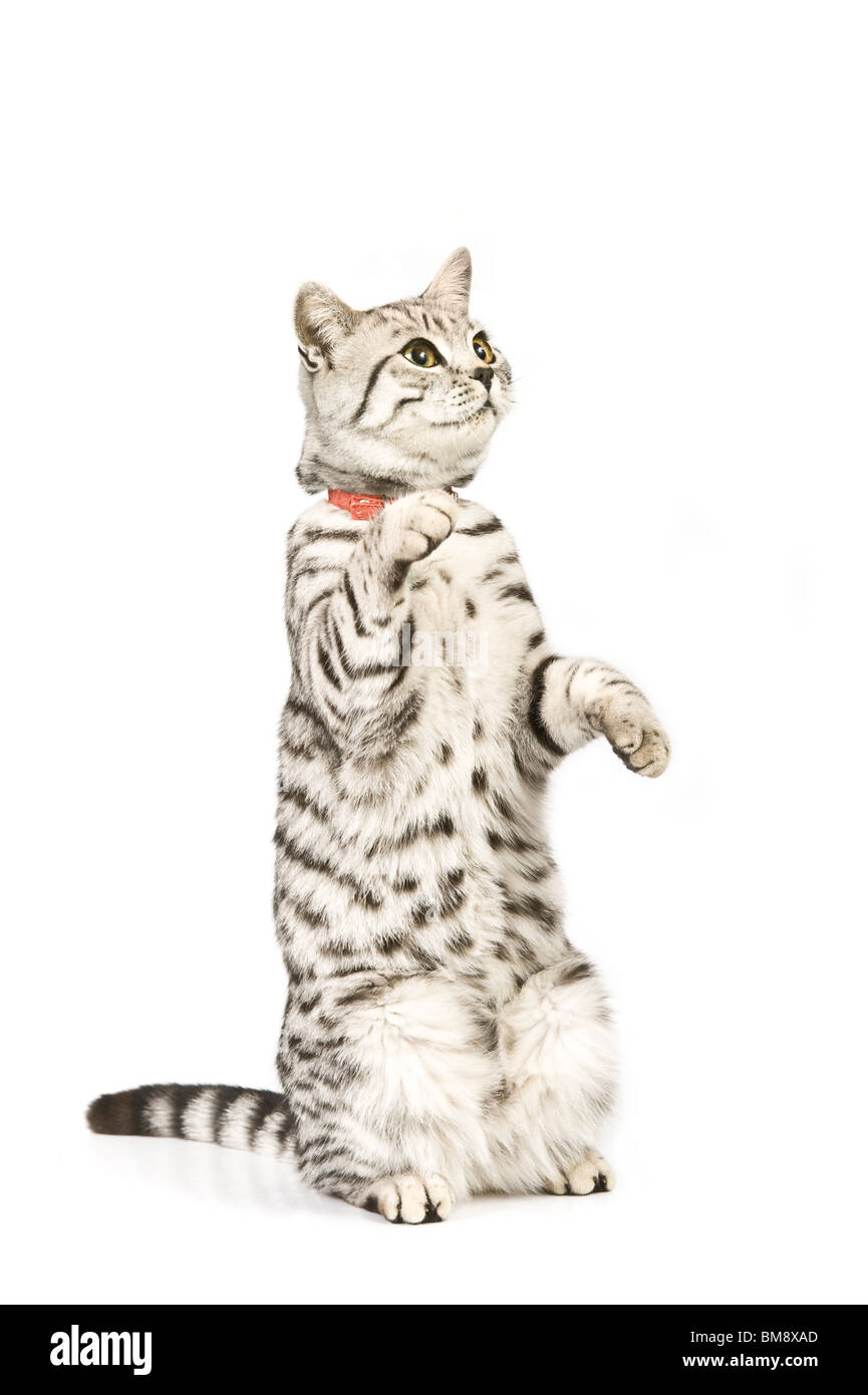 Ritratto di un maschio di British Shorthair gatto silver tabby seduta sulle zampe posteriori contro un bianco puro (255) dello sfondo. Foto Stock