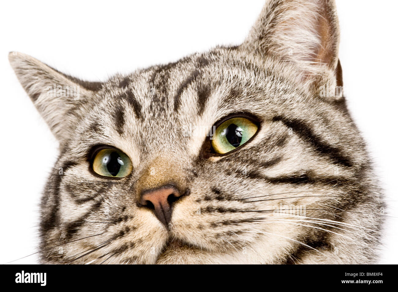 Close up ritratto di un maschio di British Shorthair silver tabby cat contro un bianco puro (255) dello sfondo. Foto Stock