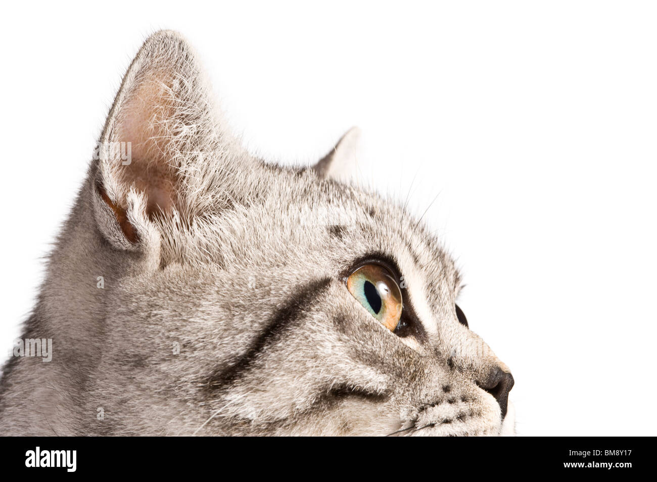 Close up ritratto di un maschio di British Shorthair silver tabby cat contro un bianco puro (255) dello sfondo. Foto Stock