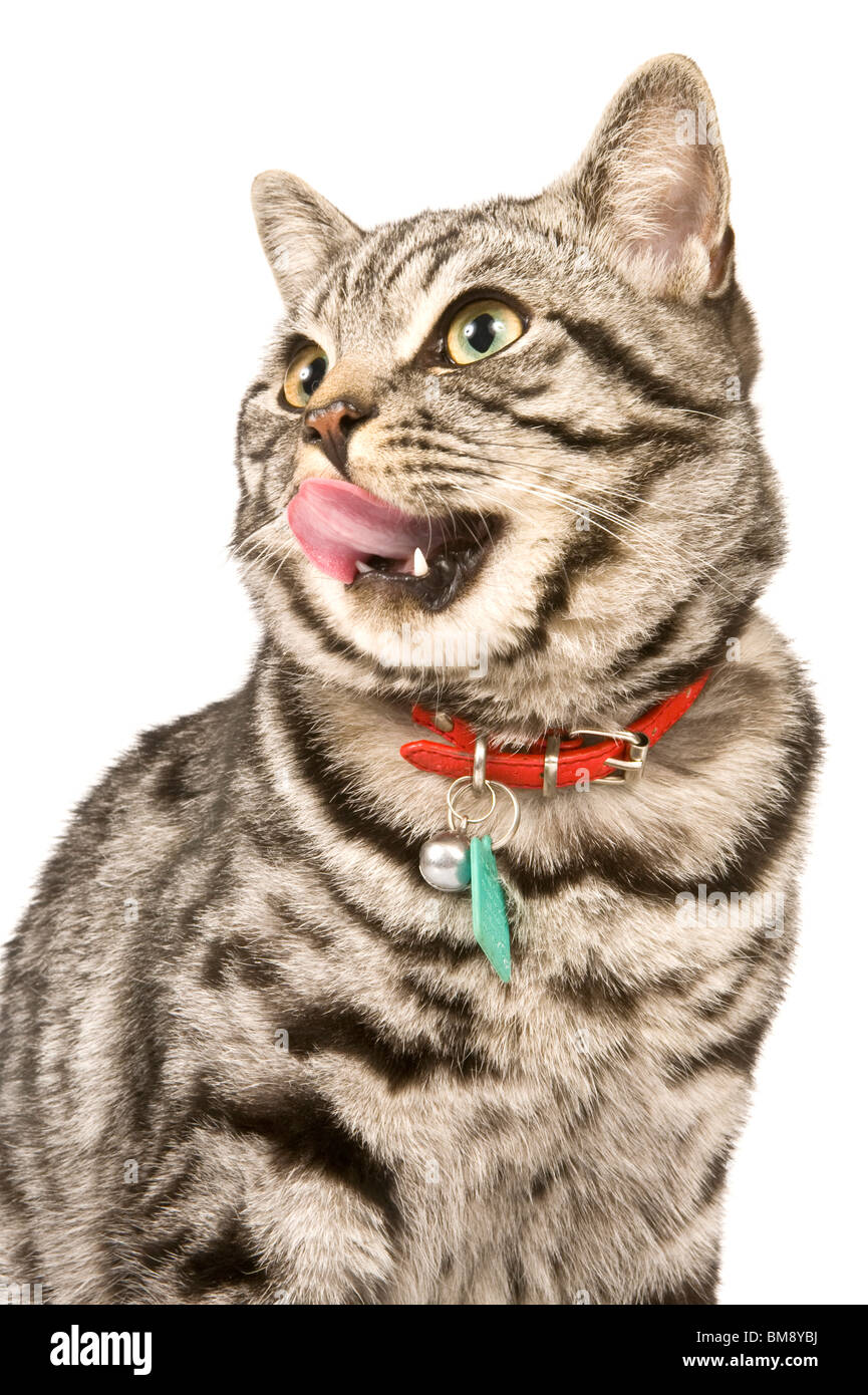 Close up ritratto di un maschio di British Shorthair silver tabby cat leccare le sue labbra contro un bianco puro (255) dello sfondo. Foto Stock