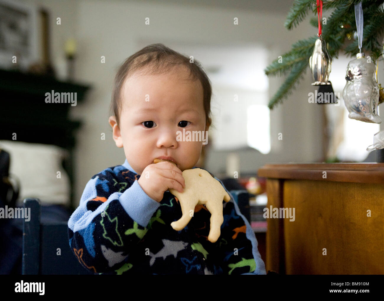 Asian baby boy mangiare un cookie Foto Stock