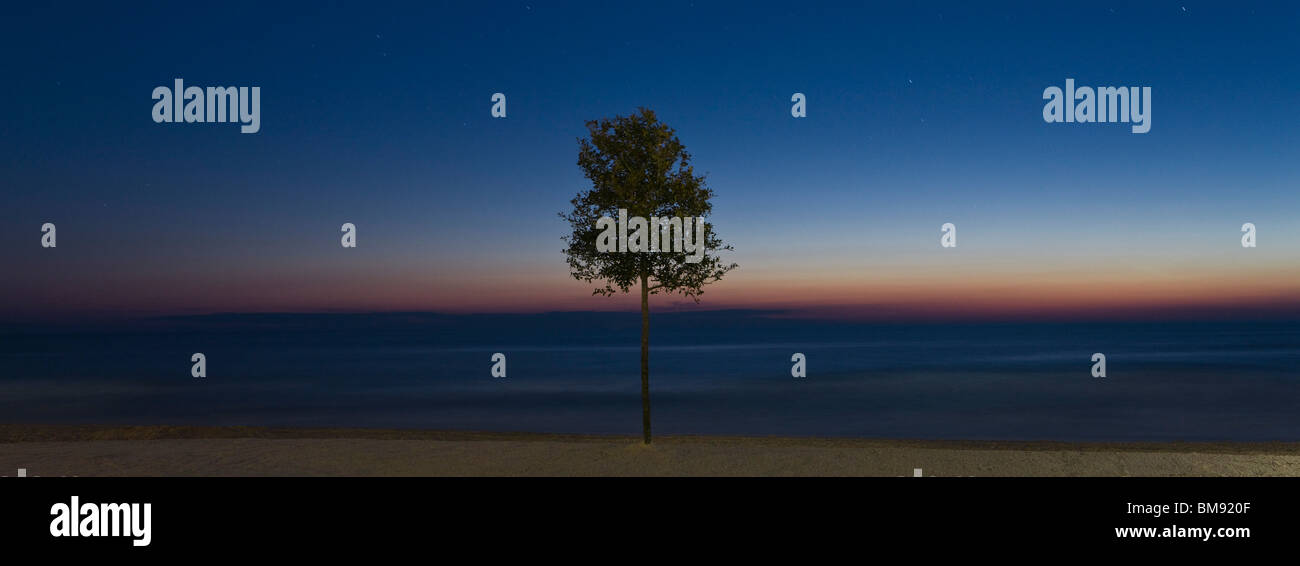 Albero sulla spiaggia al tramonto Foto Stock