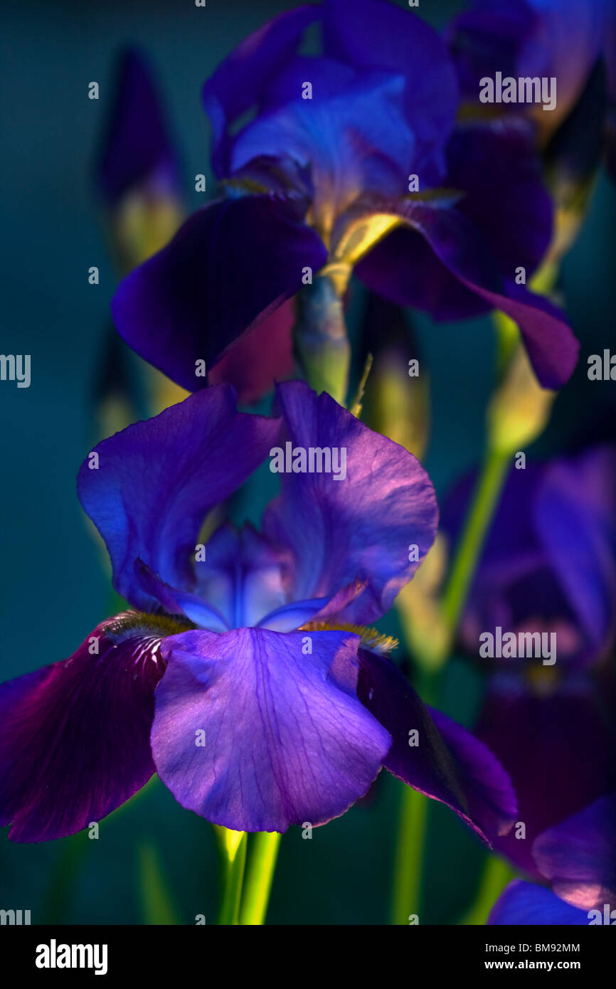 Viola (Iris Iris germanica) noto anche come Rhizomatous Iris o barbuto o Iris Iris tedesco illuminato dal basso. Foto Stock