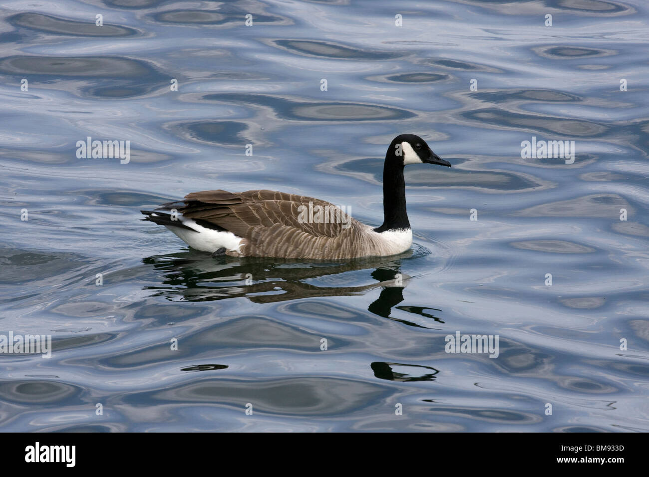 Canada Goose nuoto. Foto Stock