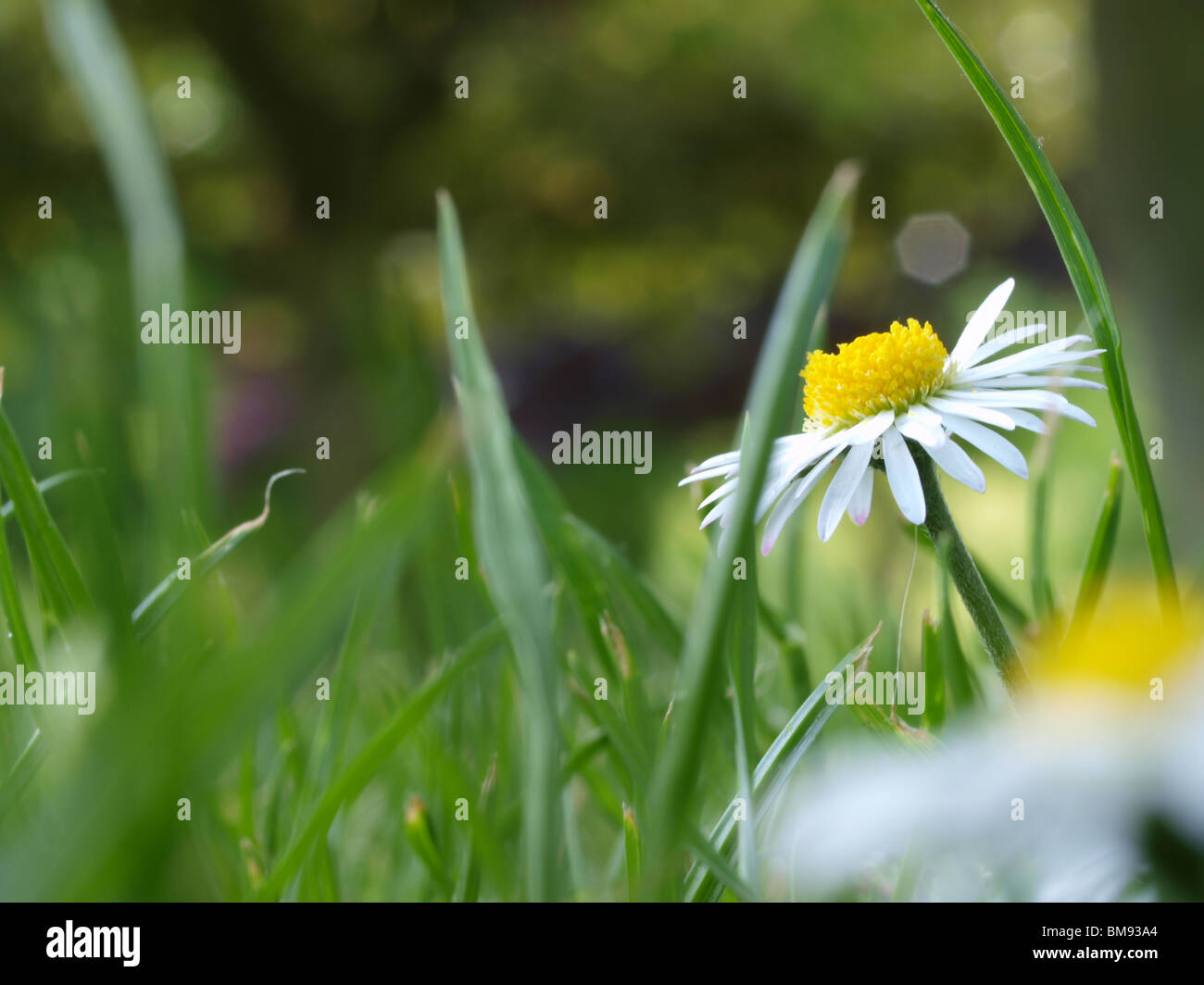Macro Daisy Grass Field Shot Summer Bloom Primavera Foto Stock
