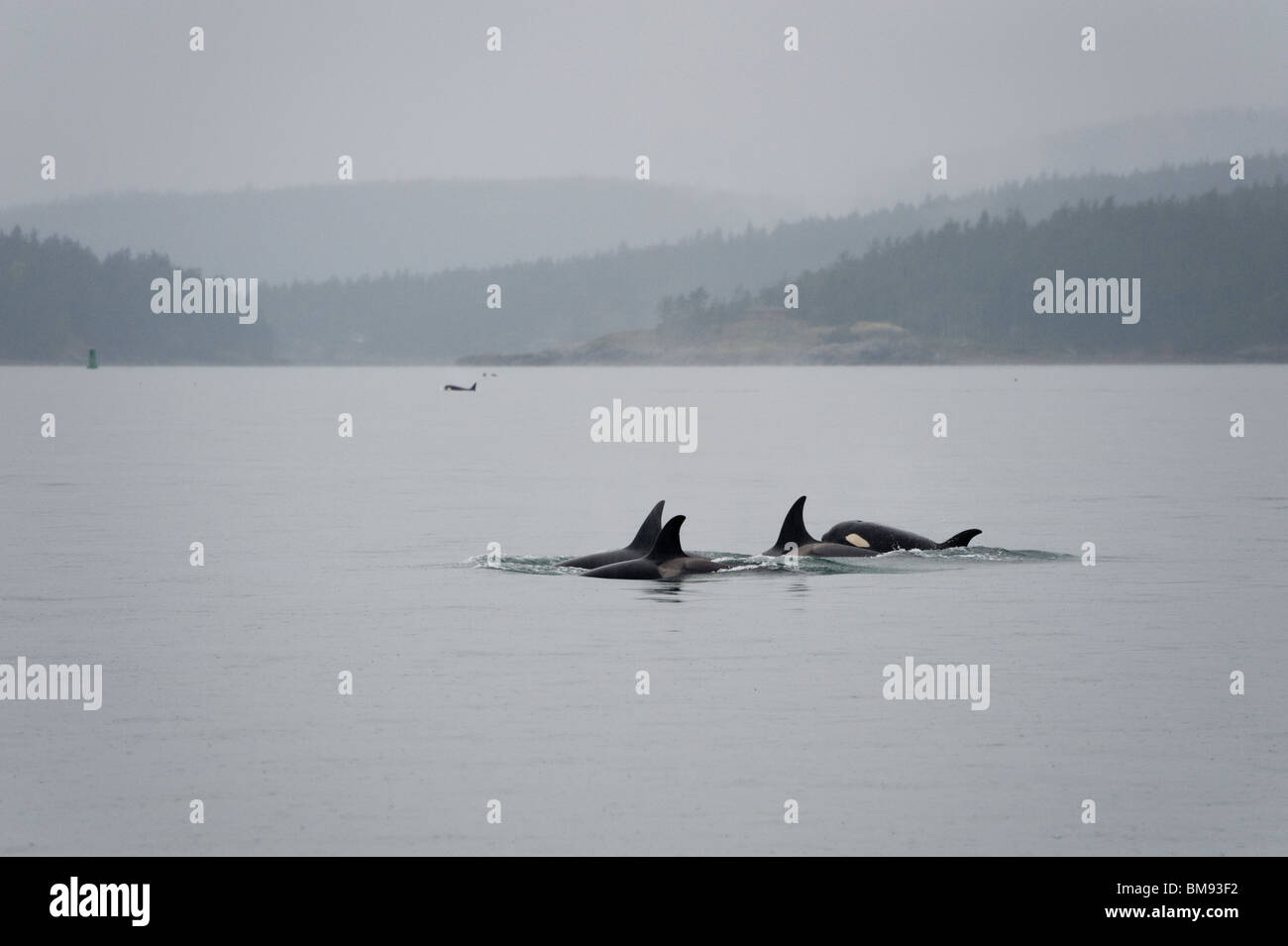 Orca balene da 'L' pod cercare cibo in San Juan Islands dello stato di Washington. Un neonato di balena accompagna il pod. Foto Stock