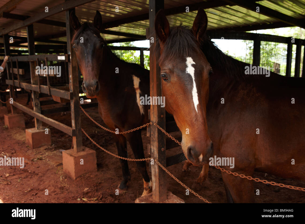 Due giovani bay i cavalli in una stalla Foto Stock