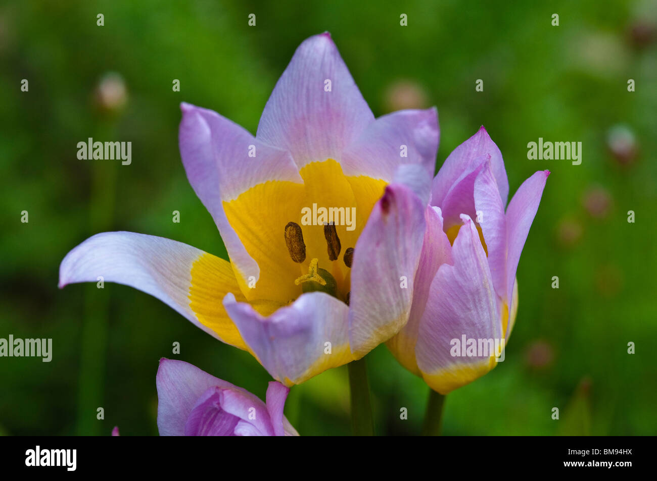 Tulipano selvatico | Tulipa saxatilis Foto Stock