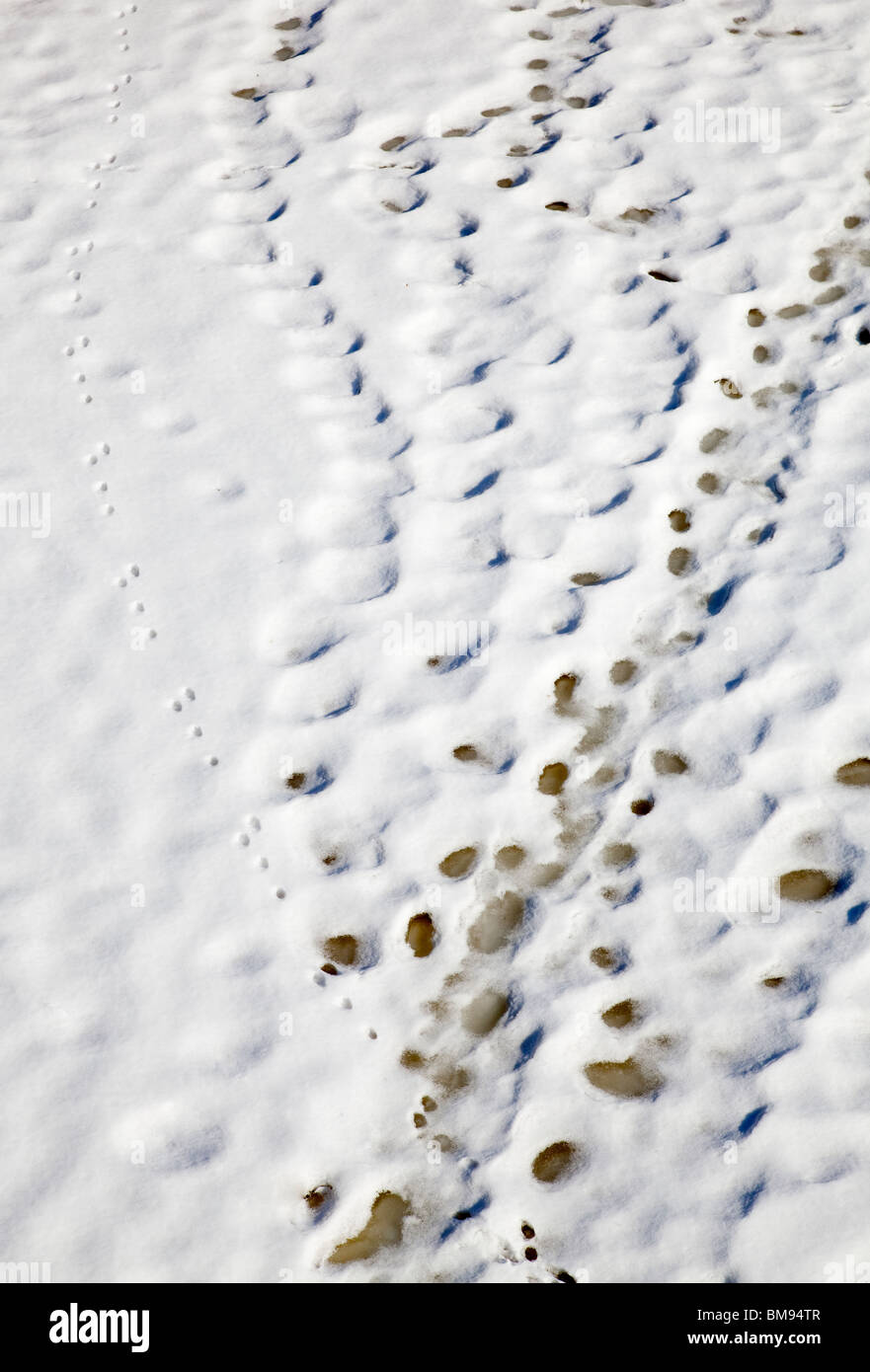 Vista aerea della lepre di montagna europea ( Lepus timidus ) piste sulla neve , Finlandia Foto Stock