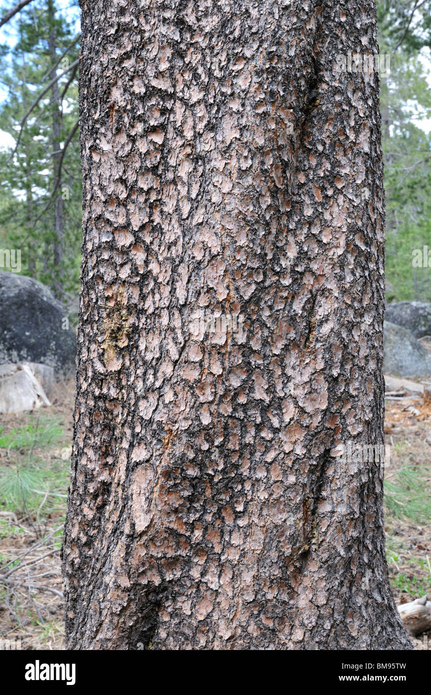 Il tronco di un Lodgepole pino che mostra il altamente chiazzato corteccia squamosa Foto Stock