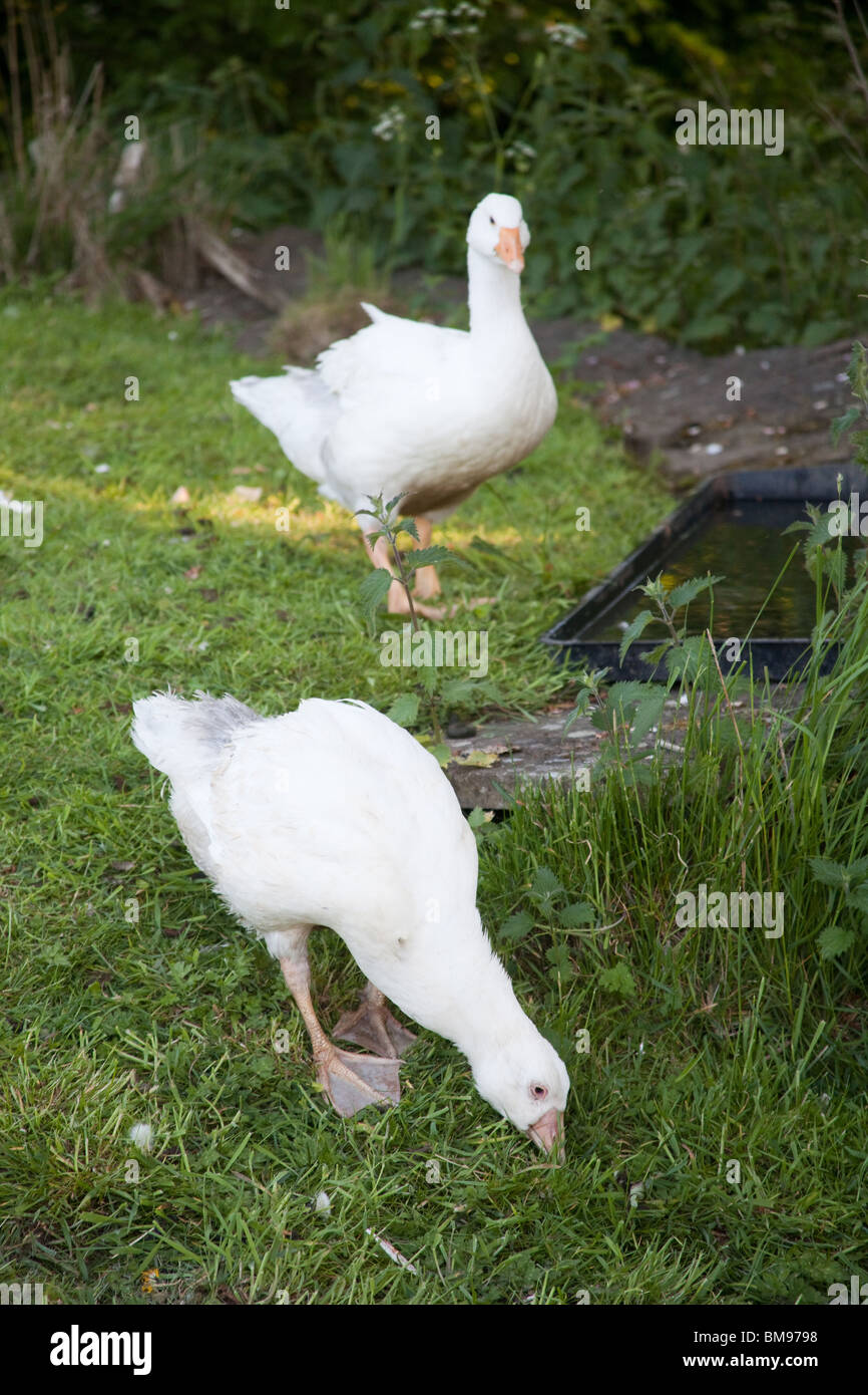 White Embden oche domestiche, Hampshire, Inghilterra. Foto Stock