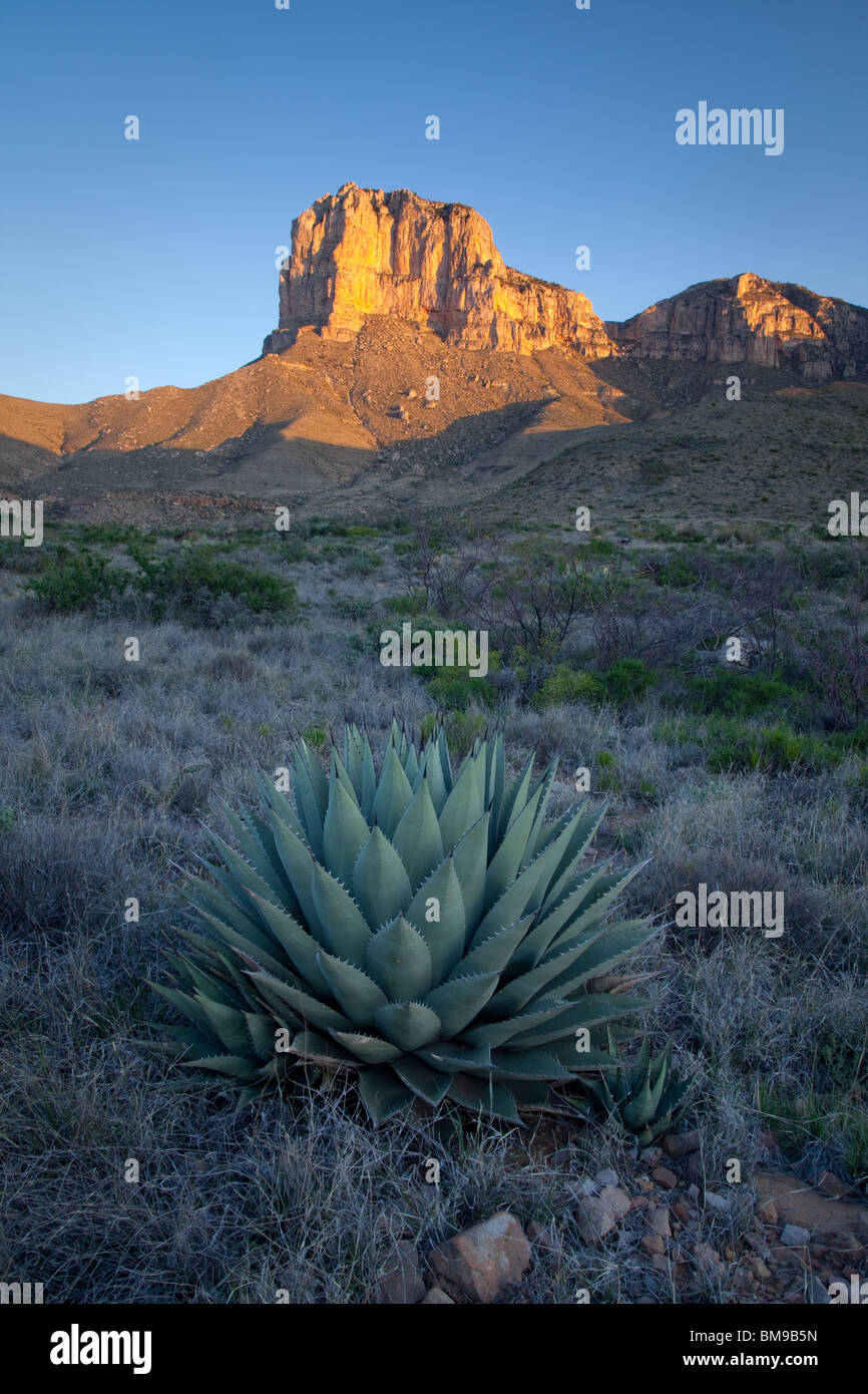 El Capitan oltre il secolo impianto, Parco Nazionale delle Montagne Guadalupe, Texas Foto Stock