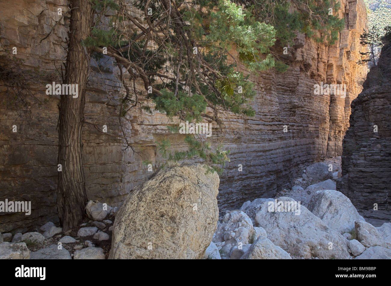 Devil's Hall, pino primavera Canyon, il Parco Nazionale delle Montagne Guadalupe, Texas Foto Stock