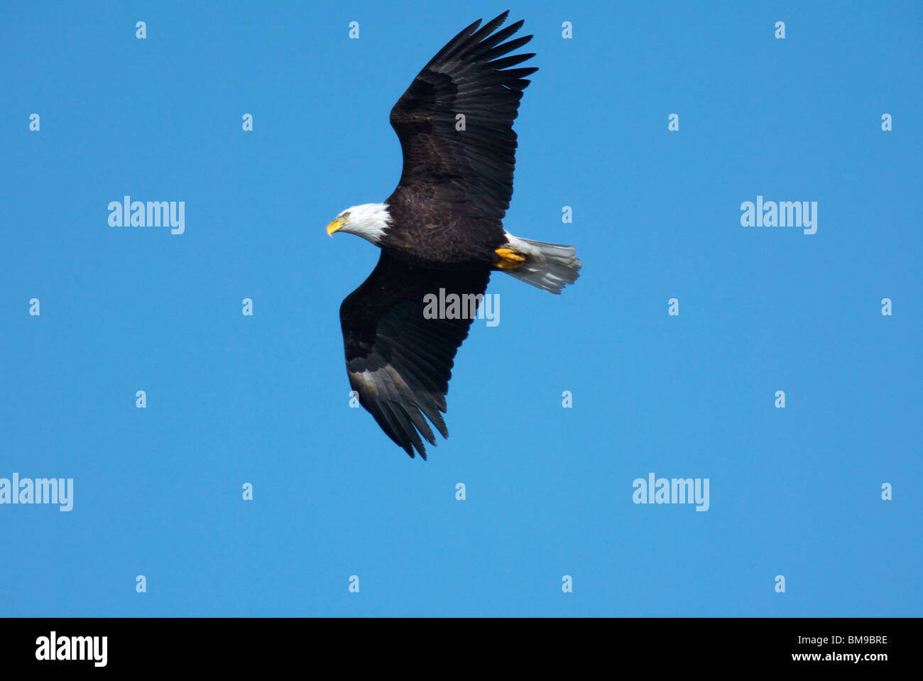 Una coppia aquila calva vola attorno al Fiume Hudson in una fredda giornata invernale e. Foto Stock