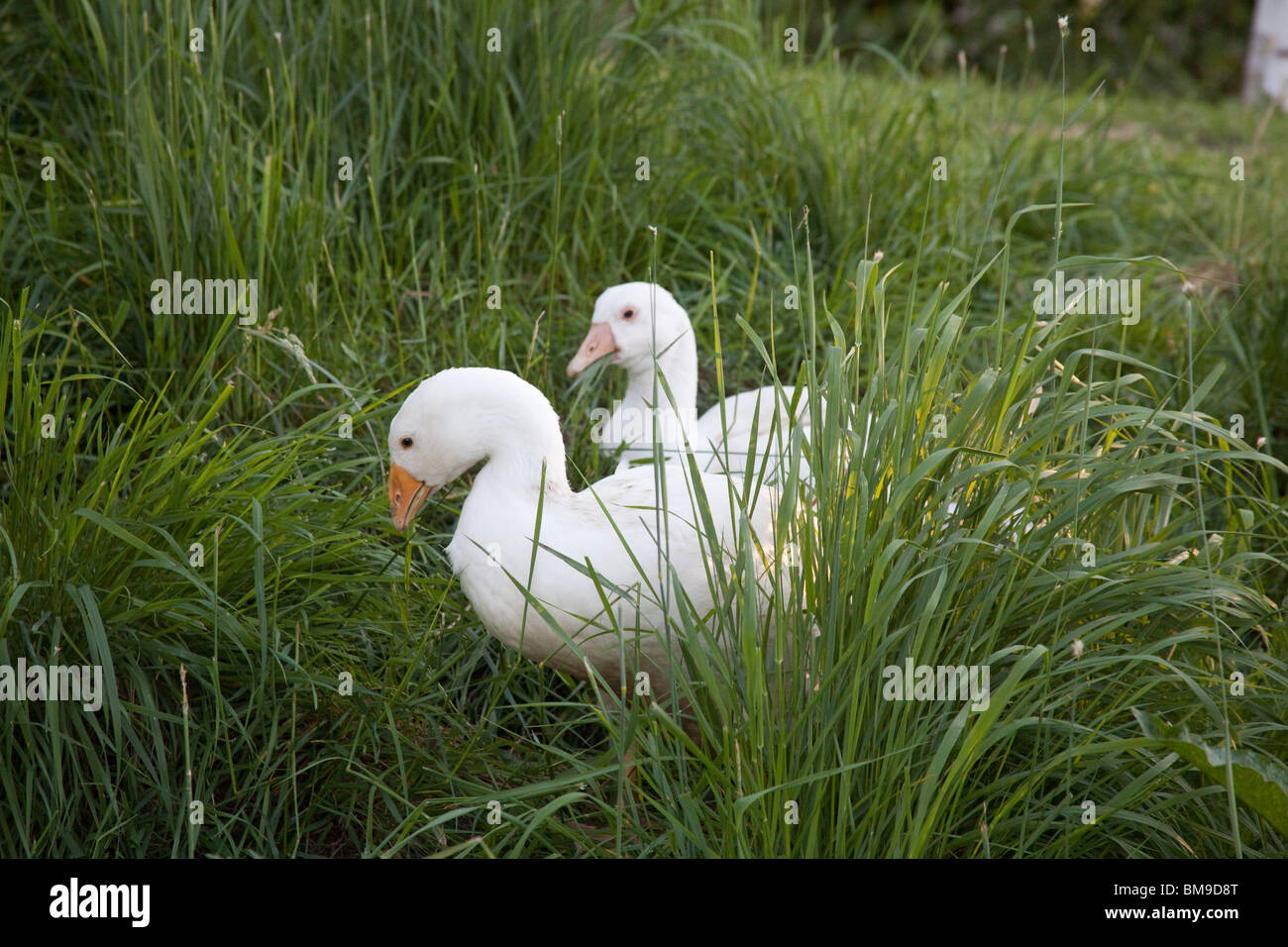 White Embden oche domestiche, Hampshire, Inghilterra. Foto Stock