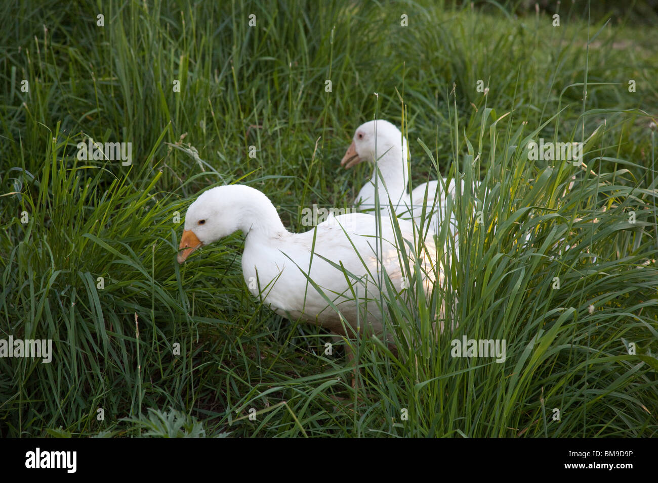 White Embden oche domestiche, Hampshire, Inghilterra. Foto Stock