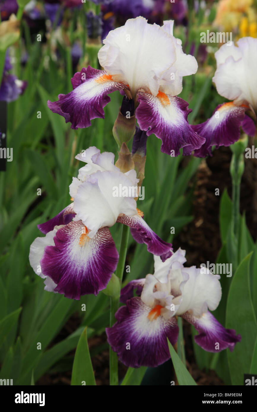 Iris impressioni de Jouy, Cayeux iris Foto Stock