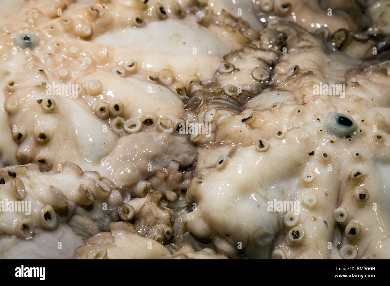 Il polpo fresco sul mercato. Foto Stock