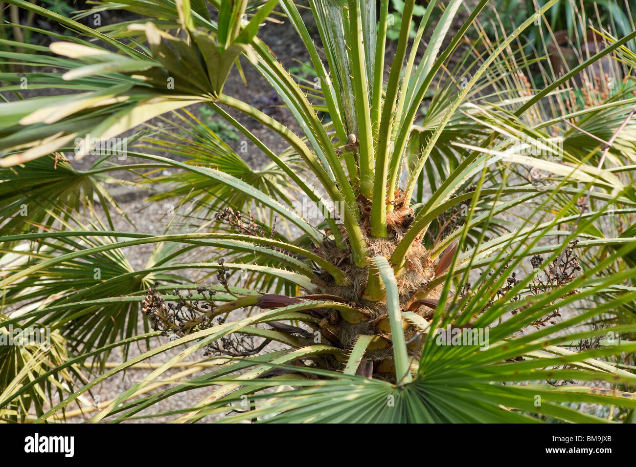 Chamaerops humilis palm Foto Stock