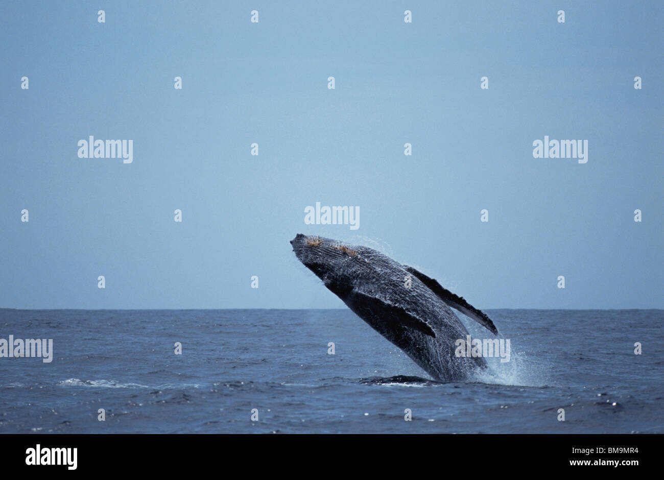 Sfondamento di balena, Isole Ogasawara, Giappone Foto Stock