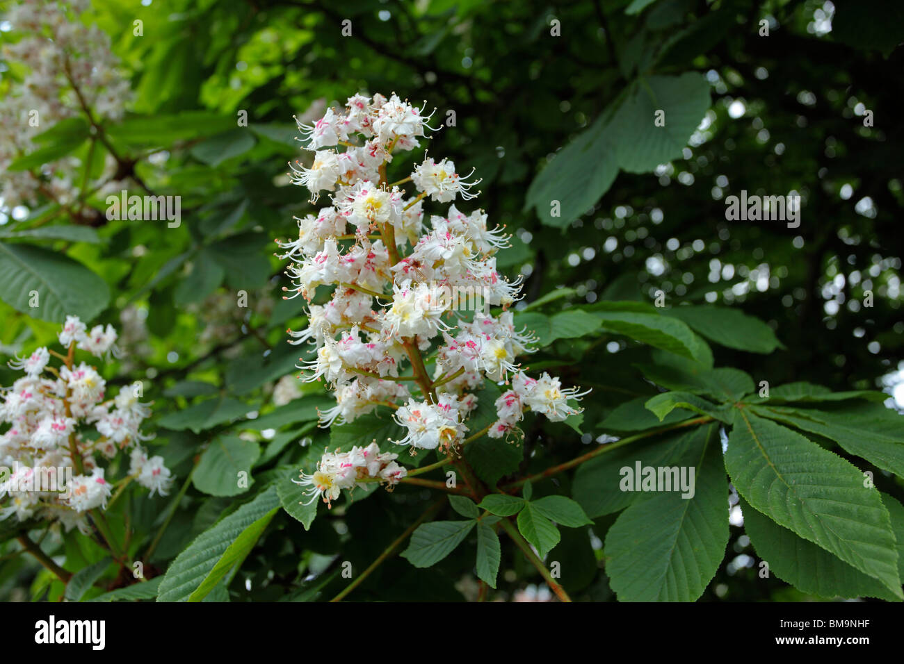 Ippocastano blossom Aesculus hippocastanum Foto Stock